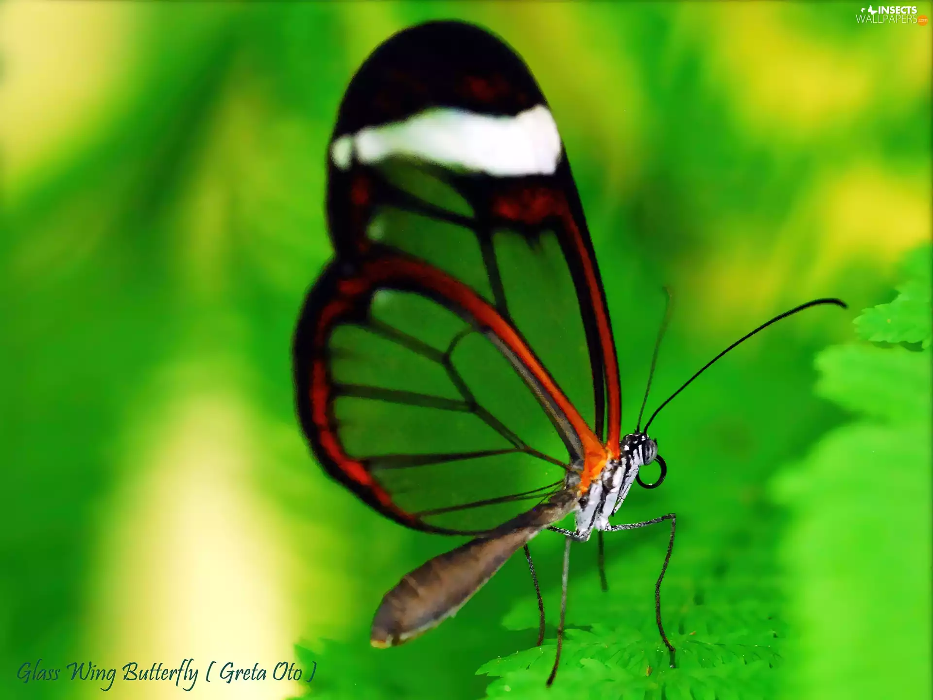 butterfly, Greta Oto