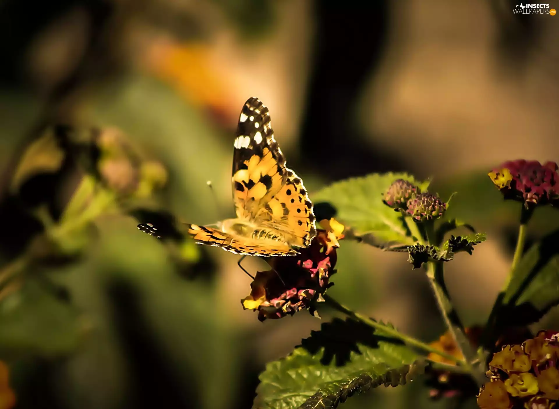 Painted Lady, Insect, butterfly