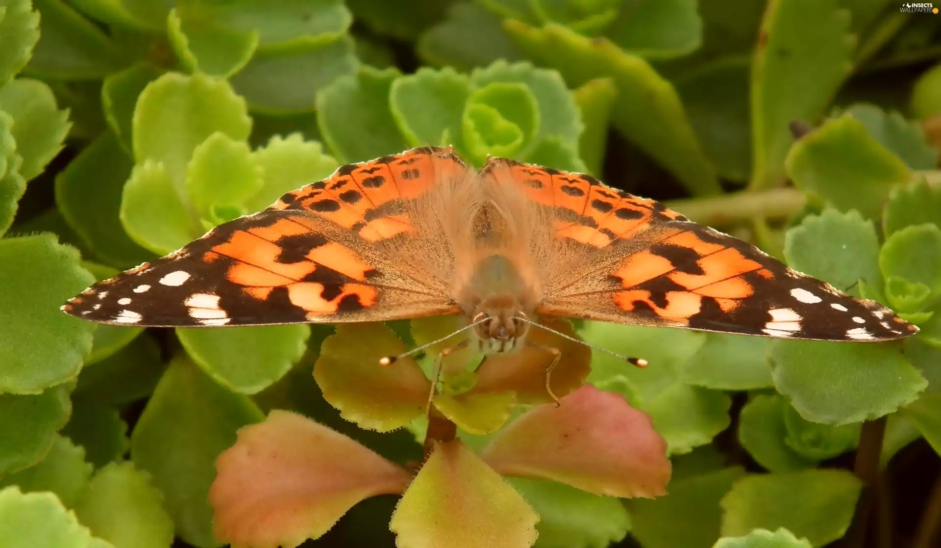 Painted Lady, insects, butterfly