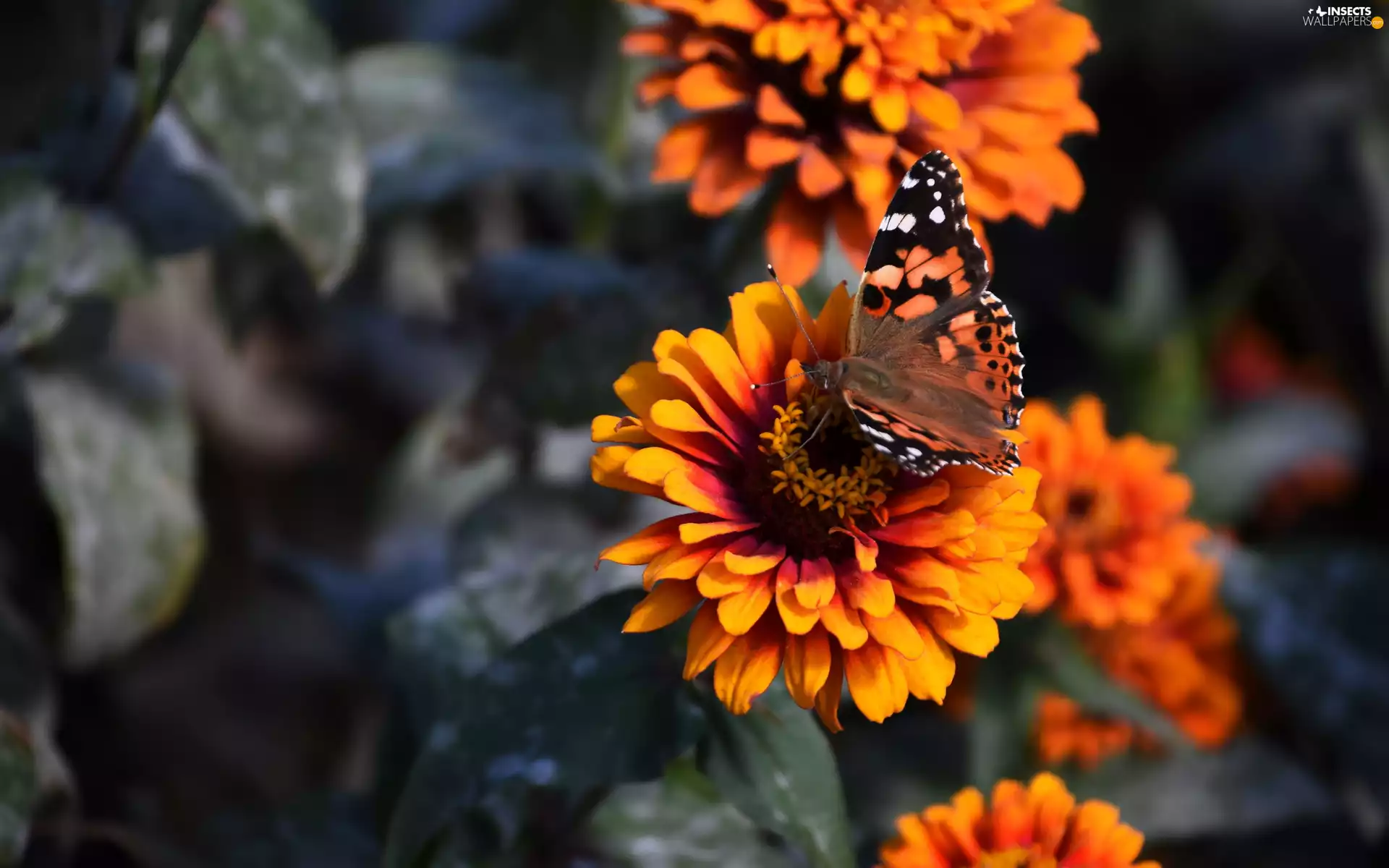 Flowers, butterfly, Painted Lady, Zinnias