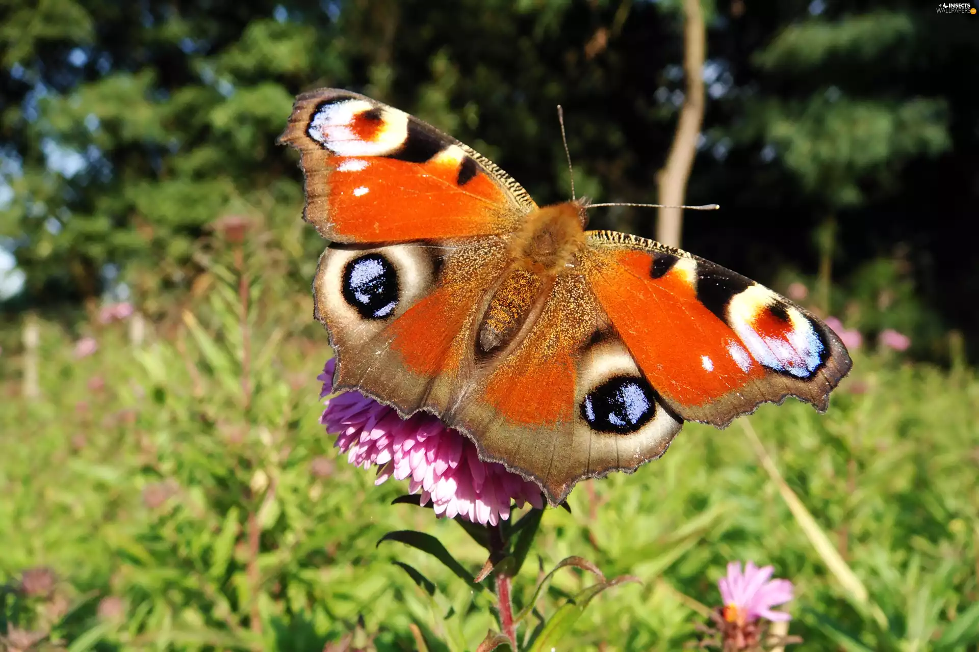 butterfly, Peacock