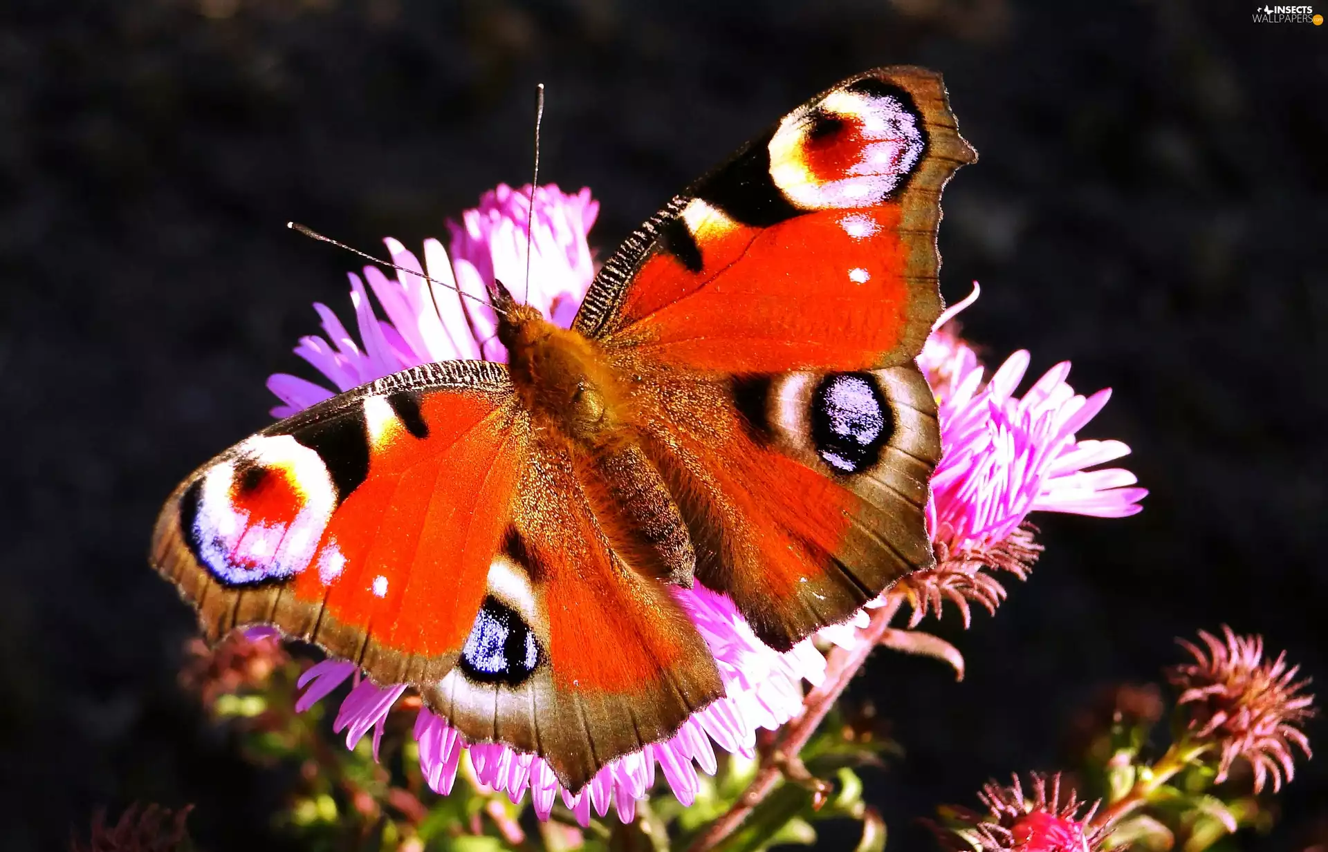 butterfly, Peacock