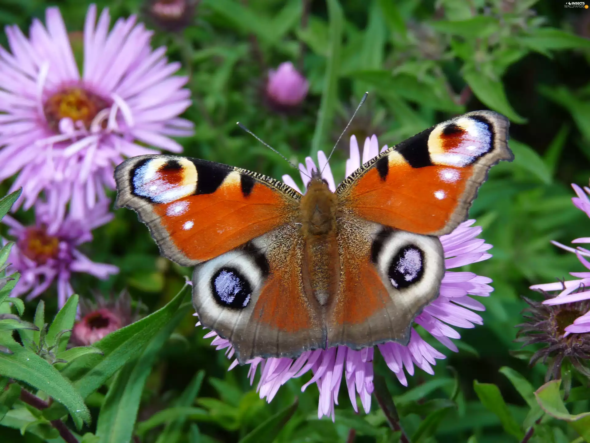 butterfly, Peacock