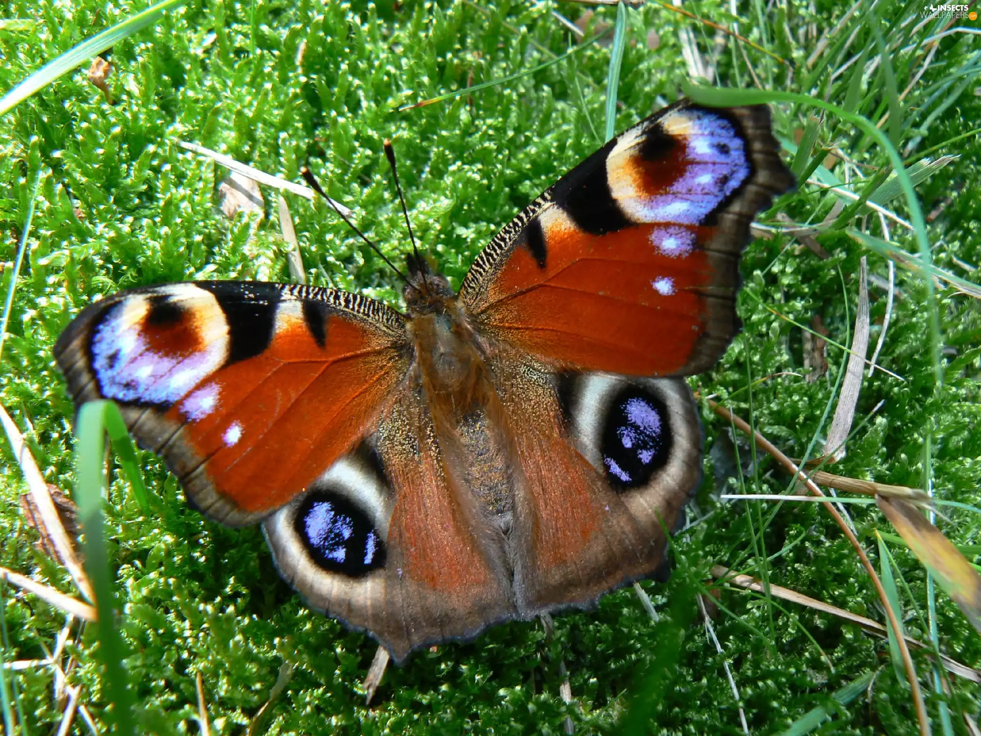 Peacock, grass, Moss, butterfly