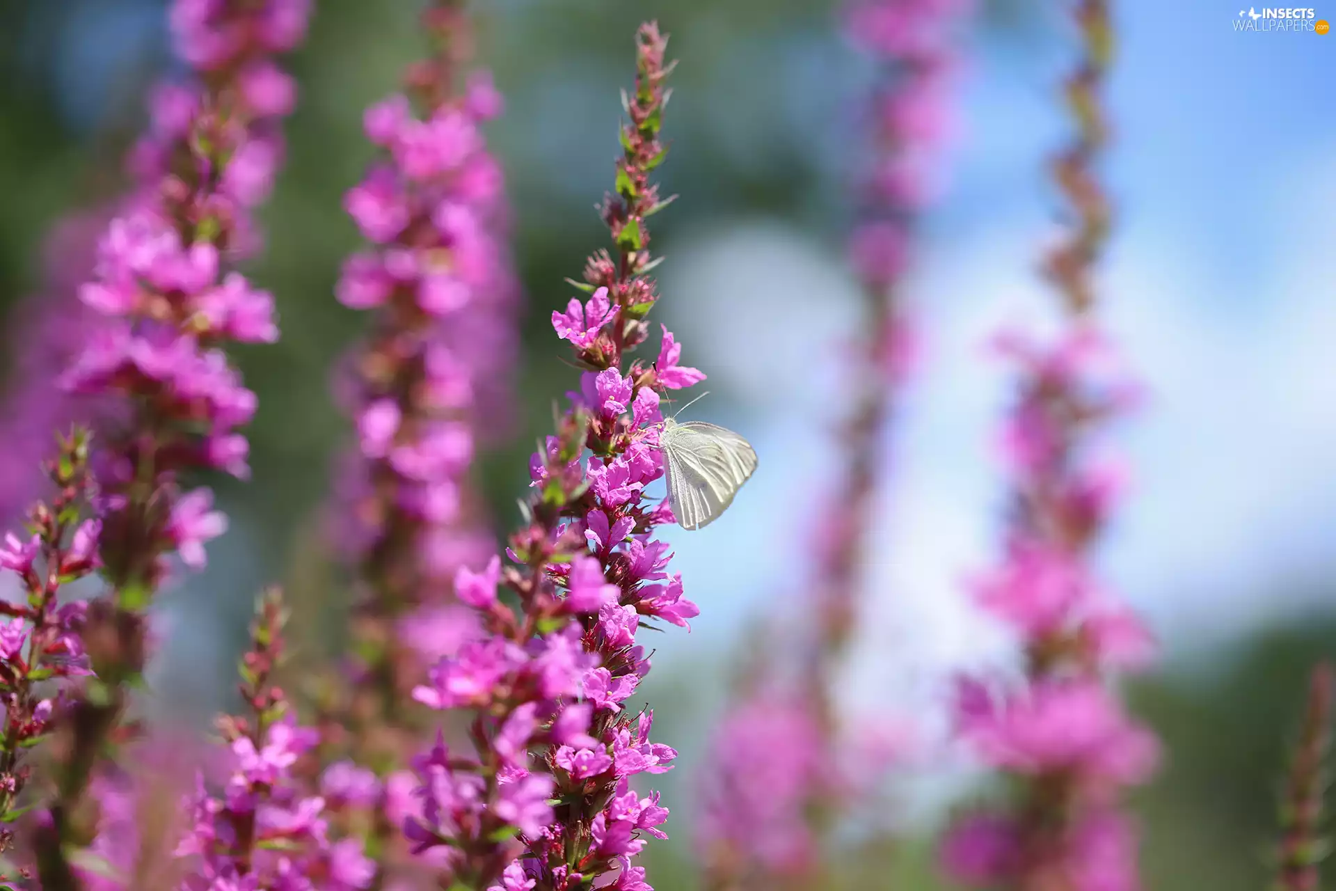 Cabbage Butterfly, Pink, Flowers, butterfly