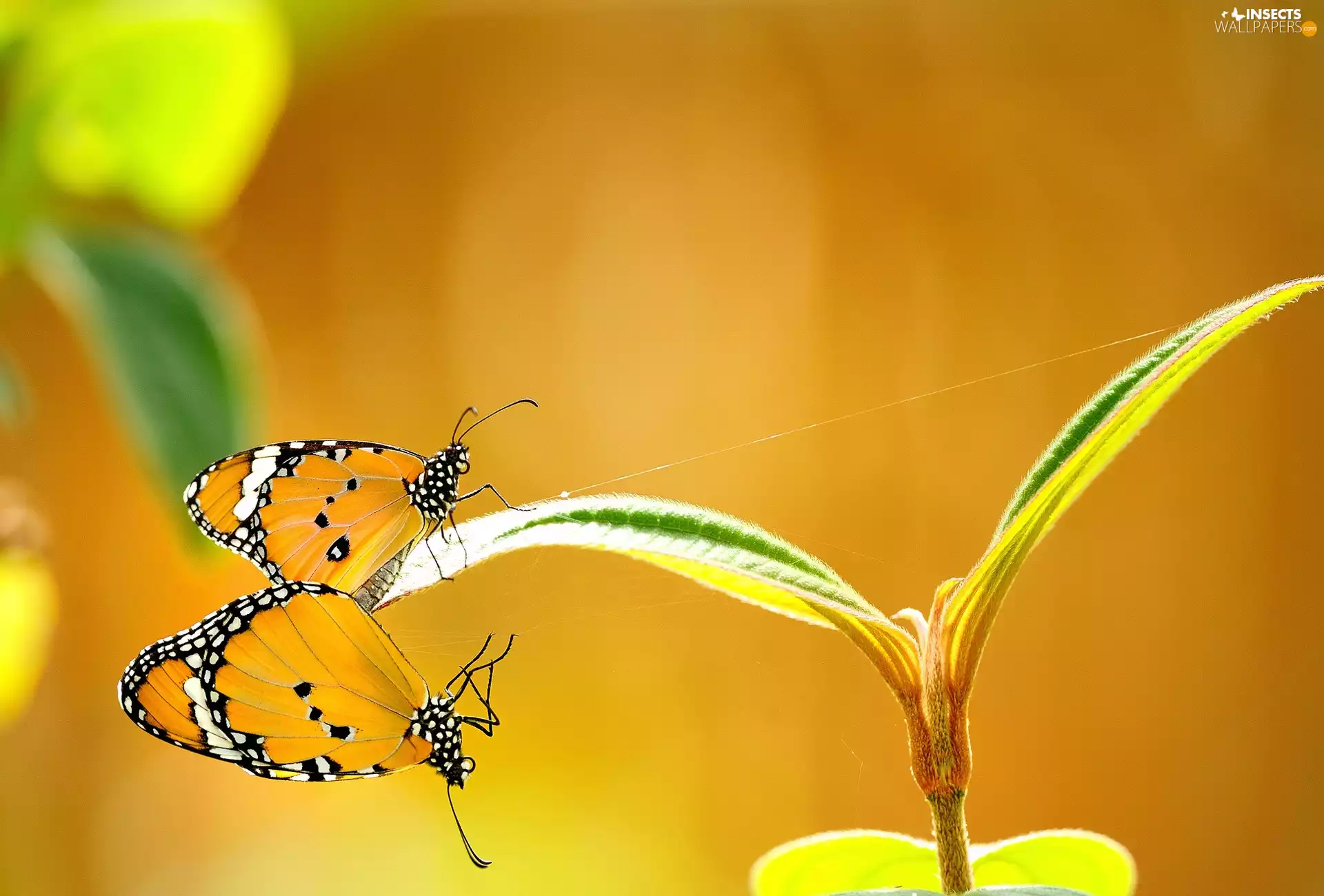 plant, Two cars, butterfly