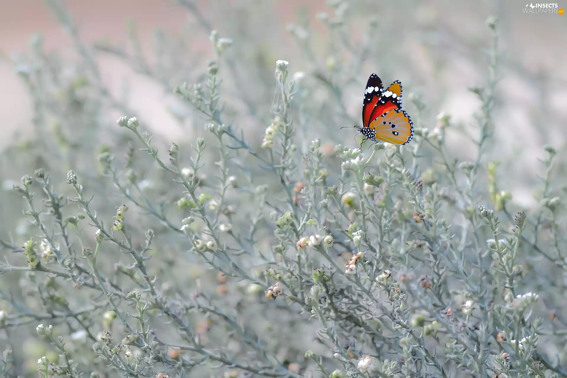 butterfly, plants