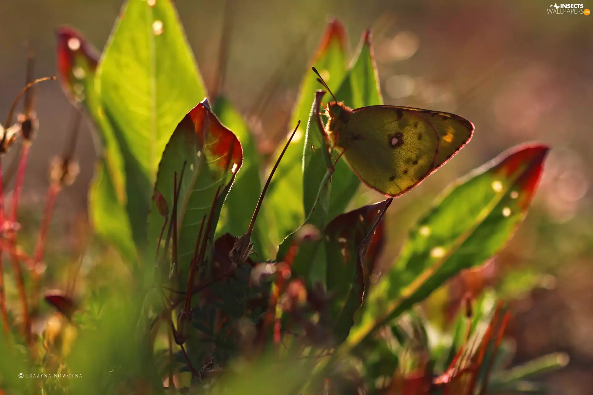 butterfly, Plants