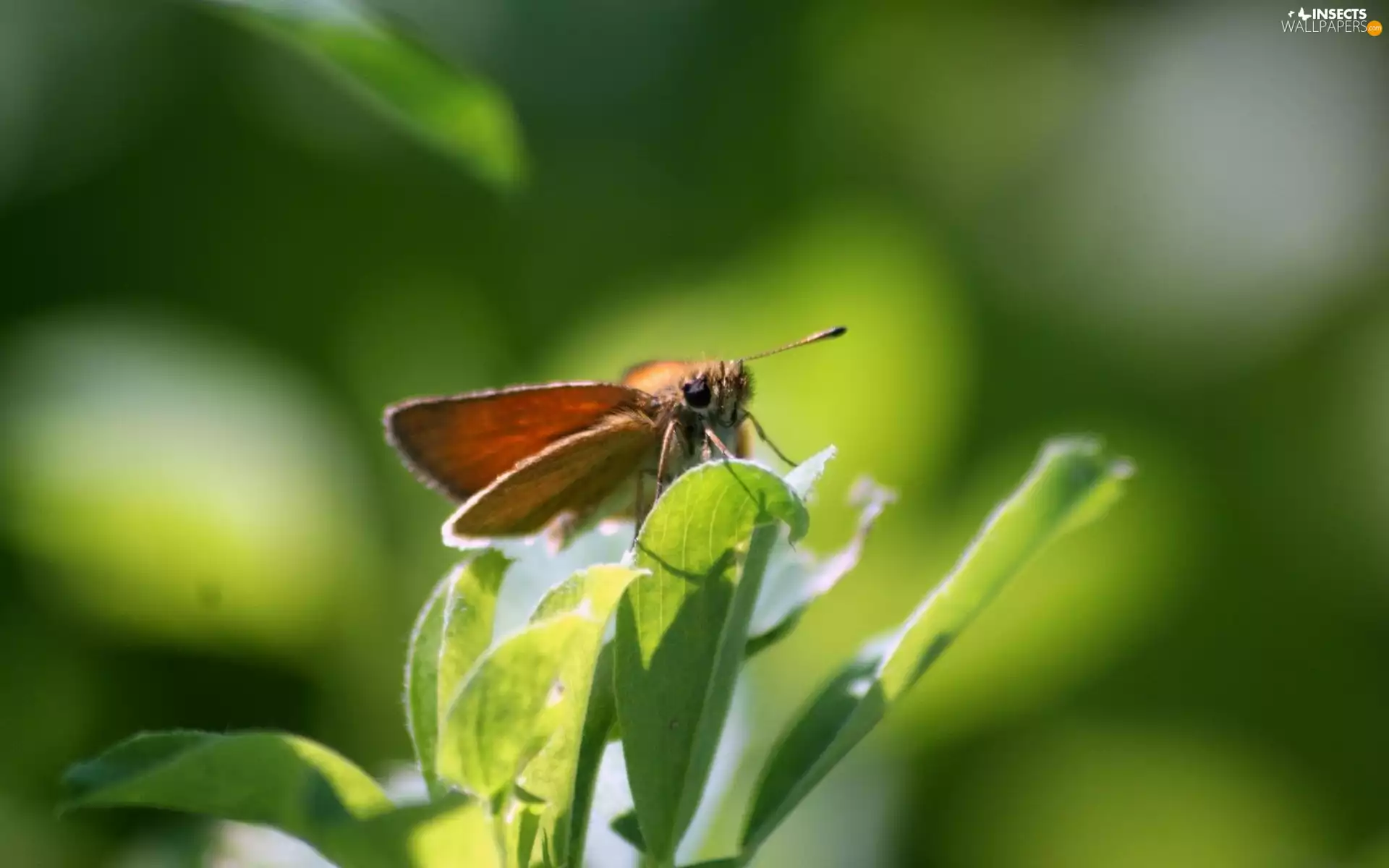 butterfly, Plants