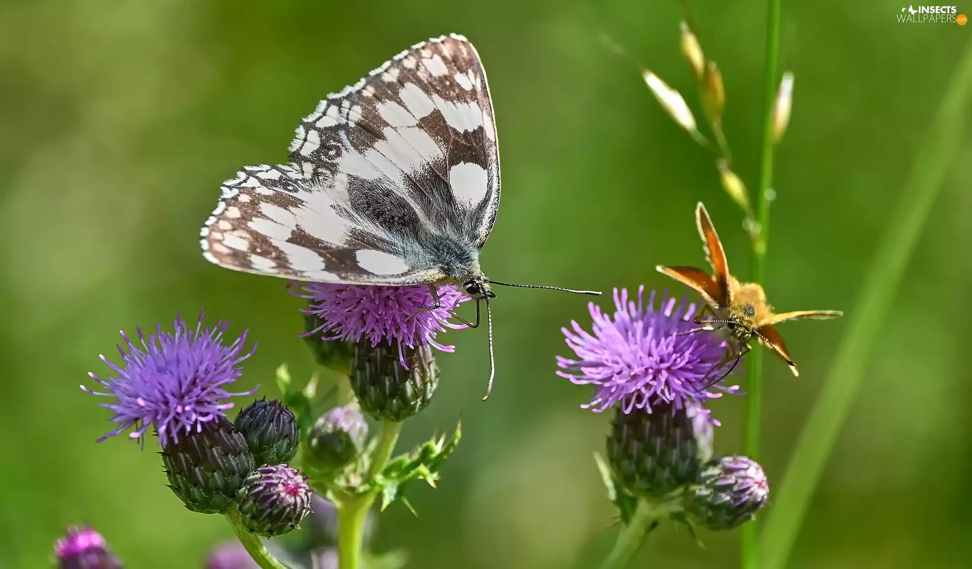 marbled chessboard, Plants, purple, Flowers, Small Skipper, butterfly