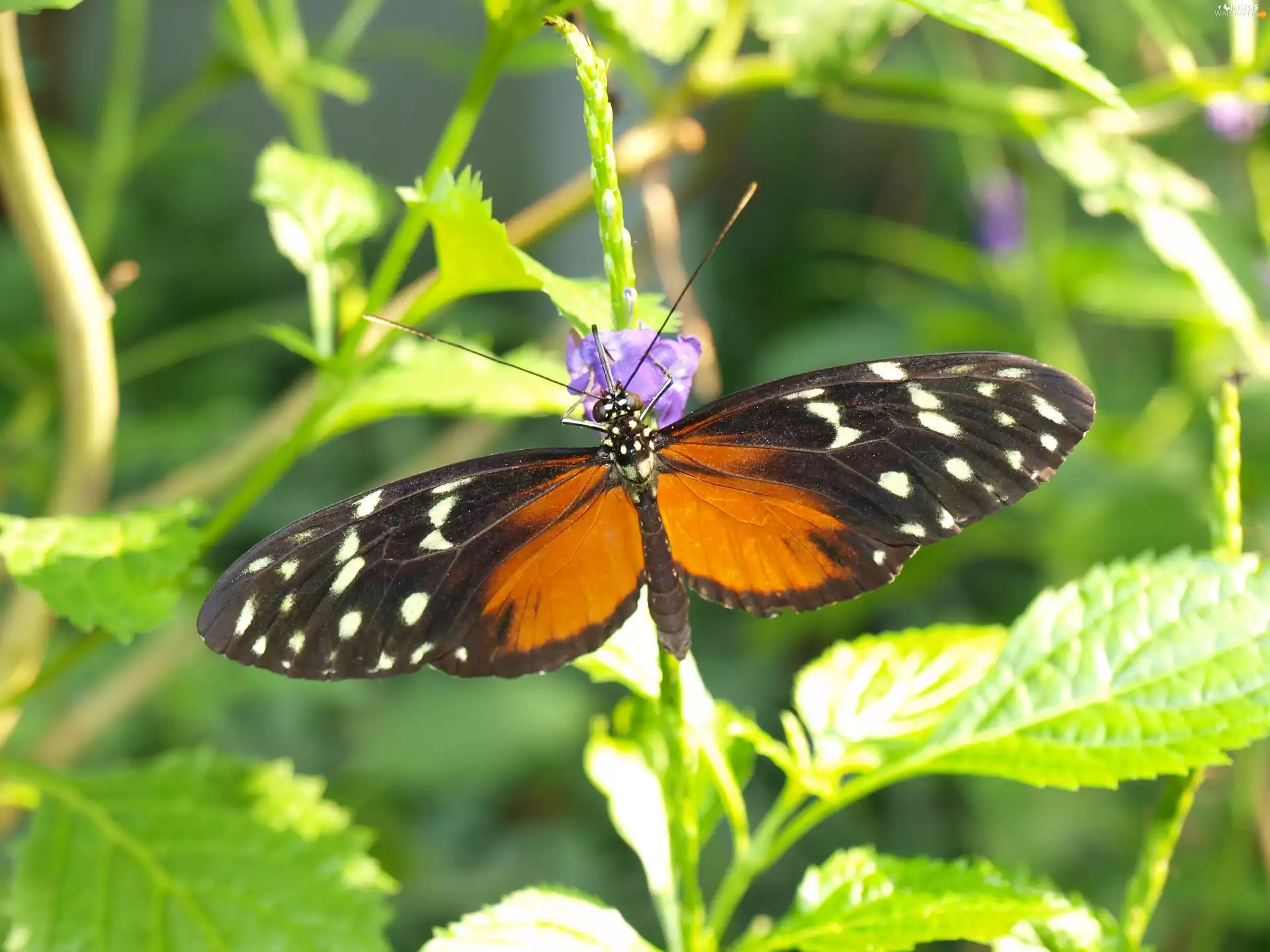 butterfly, Plants