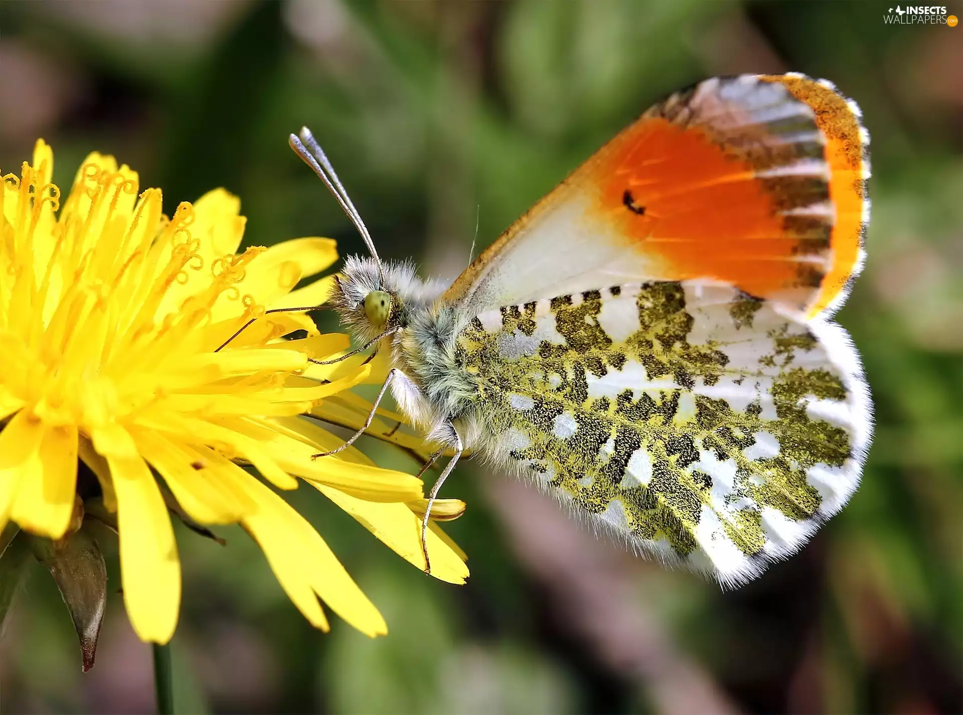 butterfly, puffball