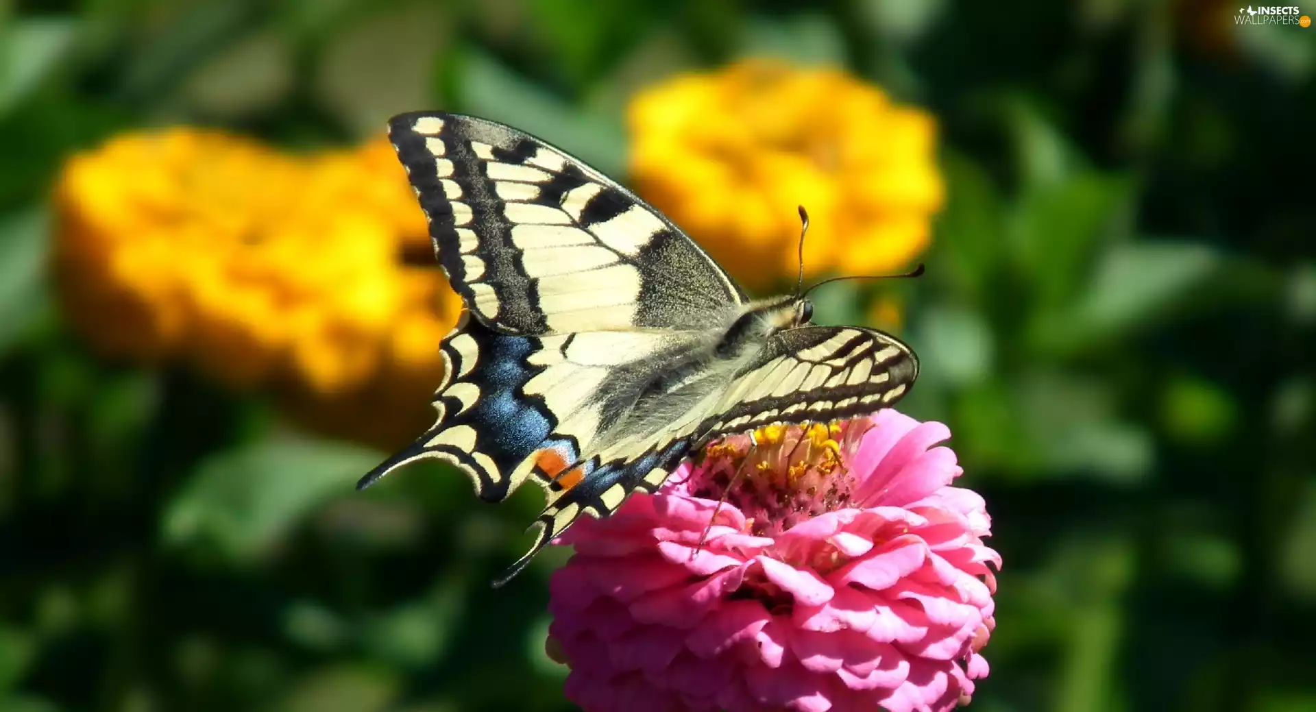 butterfly, Oct Queen