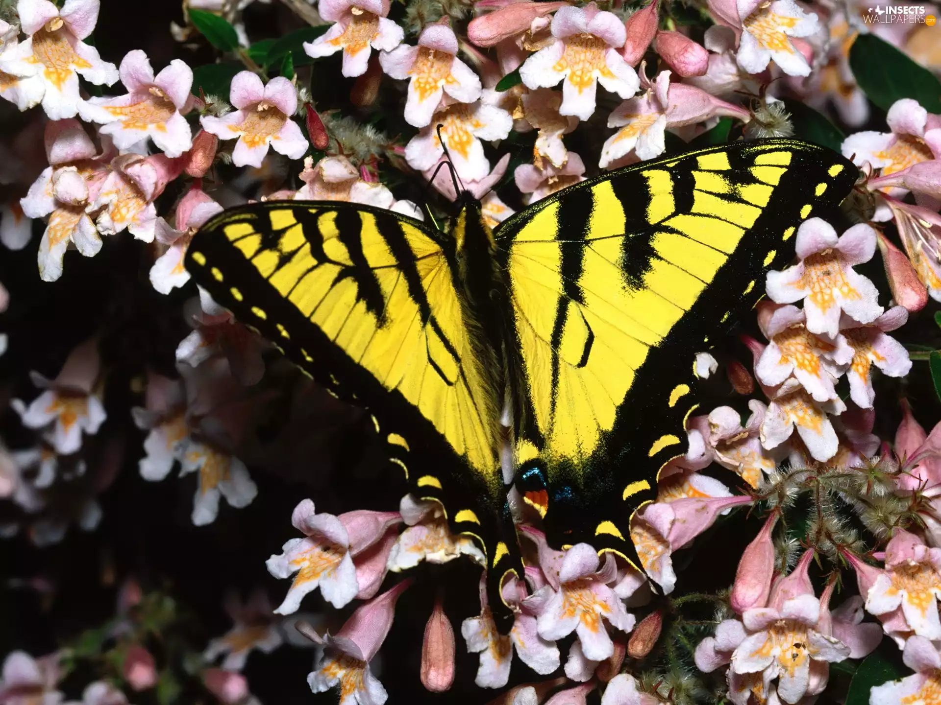 butterfly, Oct Queen