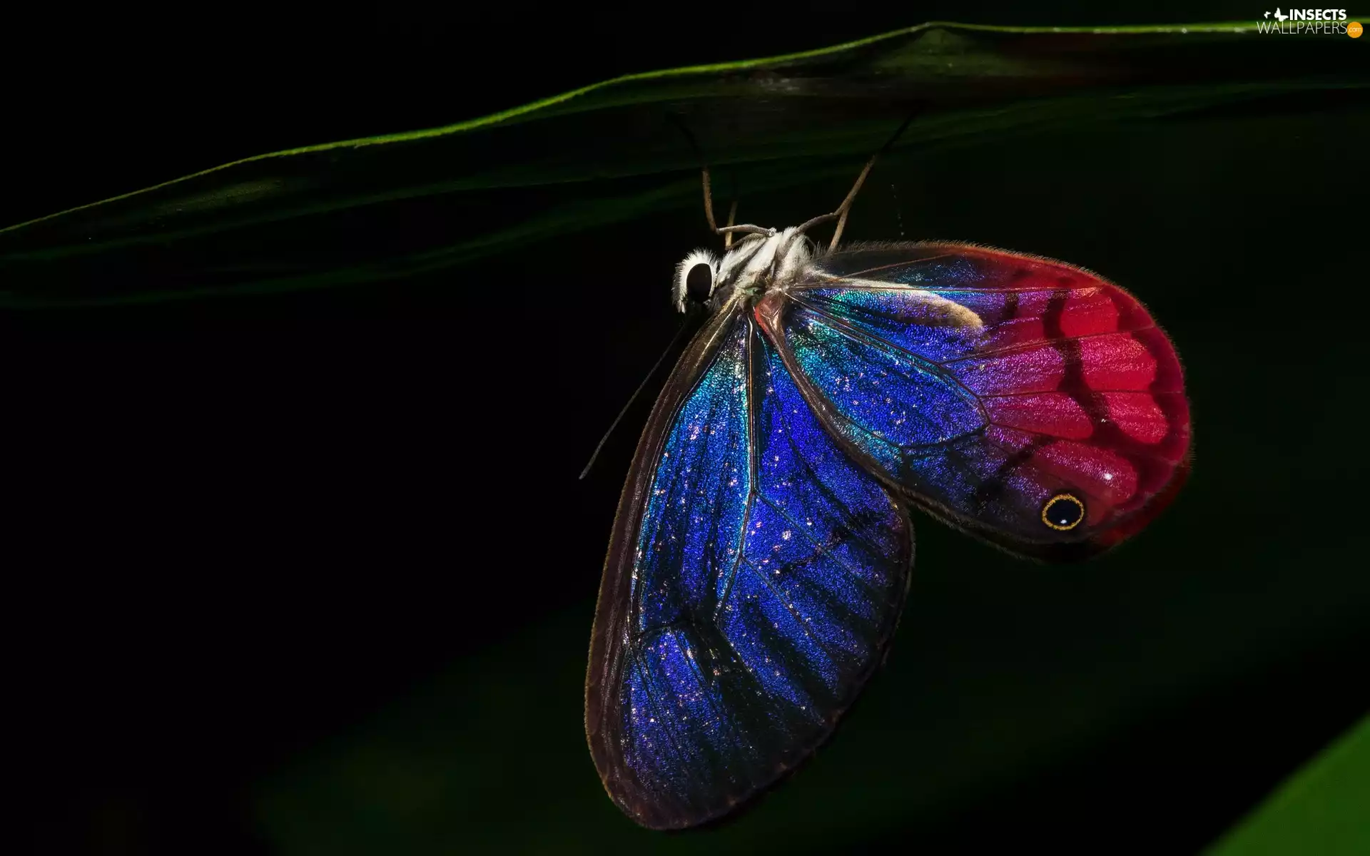 butterfly, Blue Red