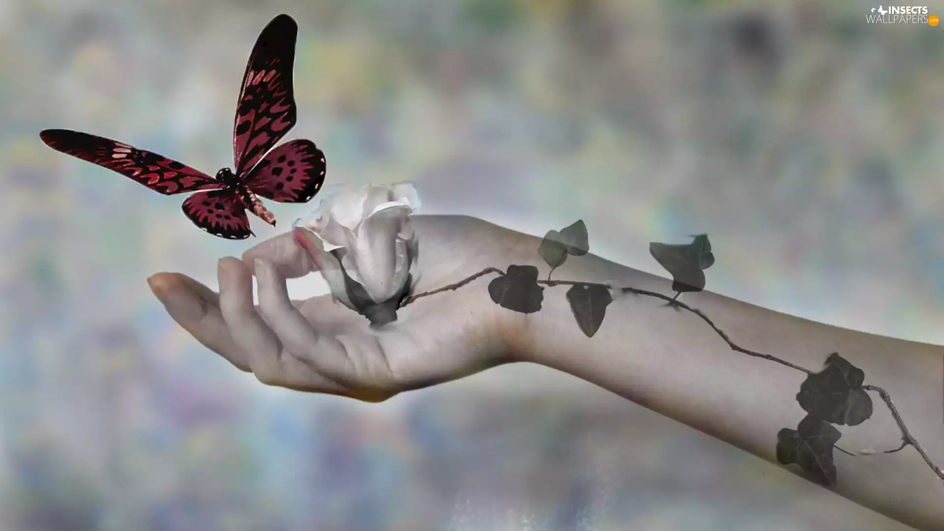 hand, butterfly, rose, ivy, White