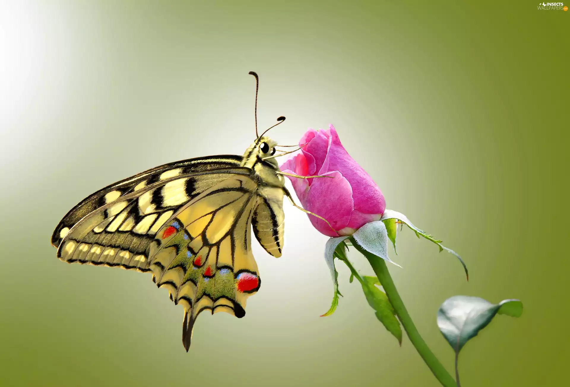 butterfly, rose