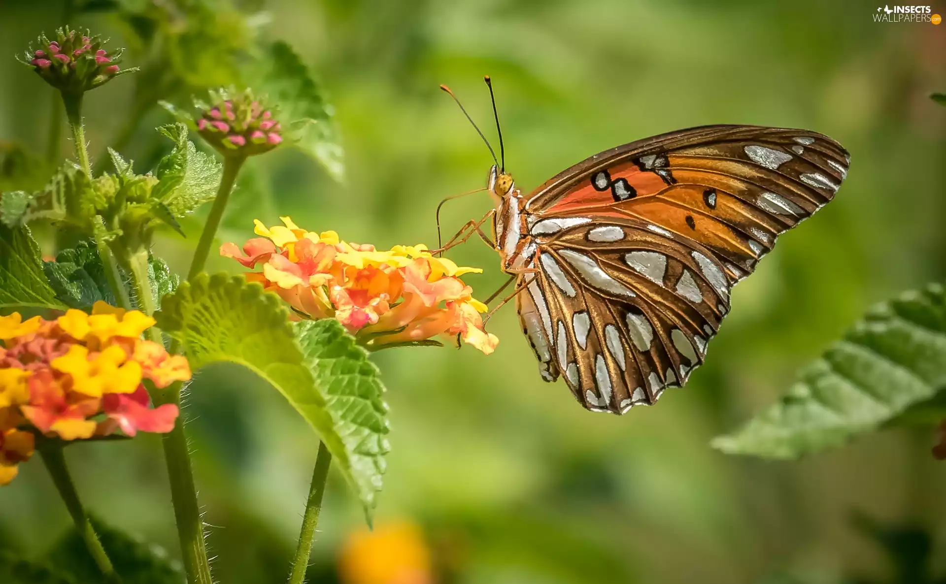 Flowers, butterfly, Silver-washed Fritillary