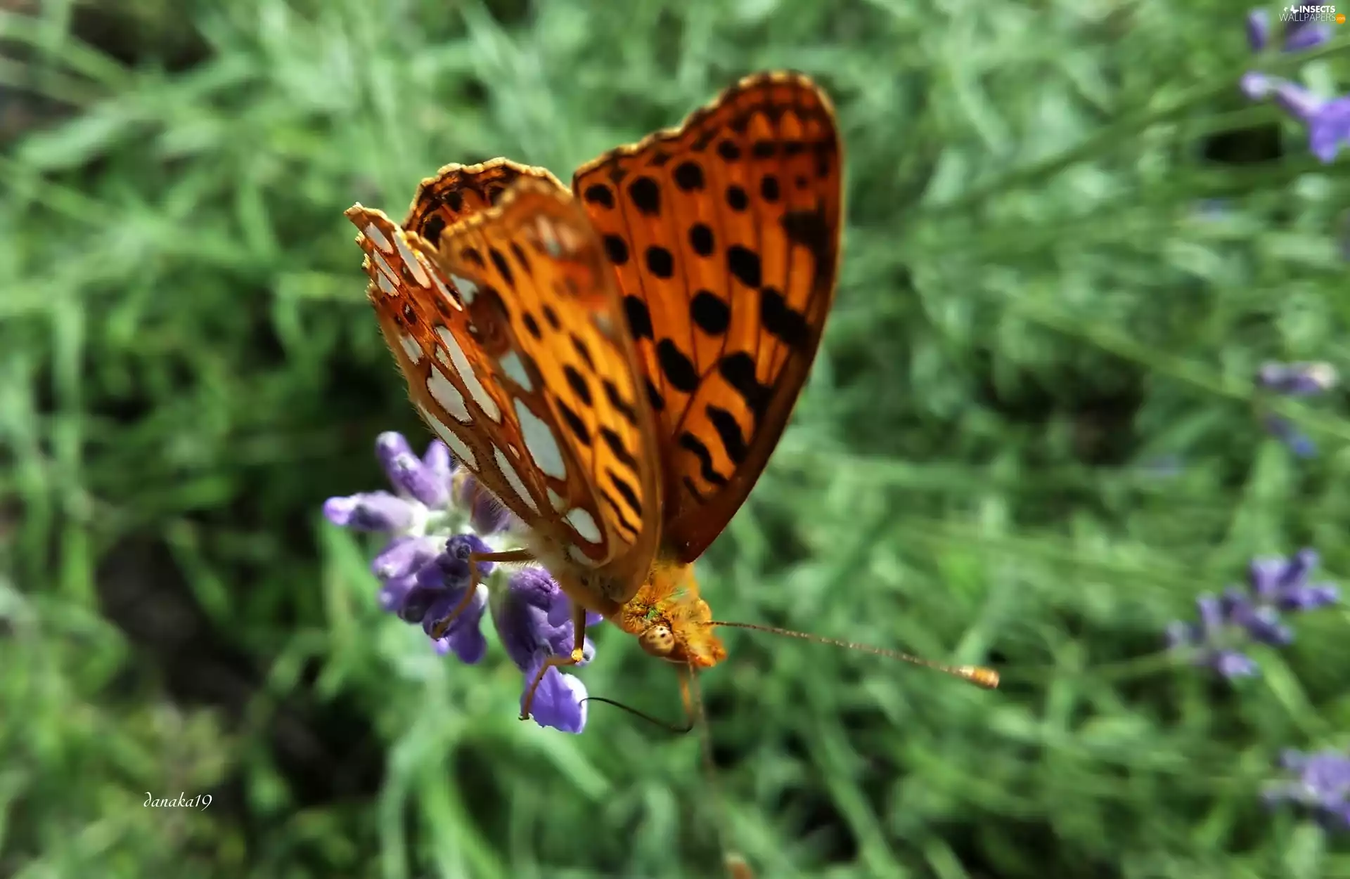lavender, butterfly, Silver-washed Fritillary