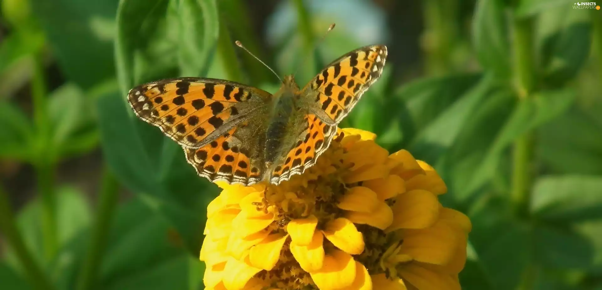 zinnia, butterfly, Silver-washed Fritillary
