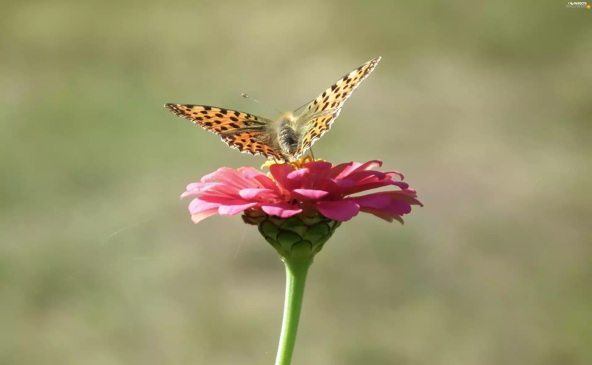 zinnia, butterfly, Silver-washed Fritillary