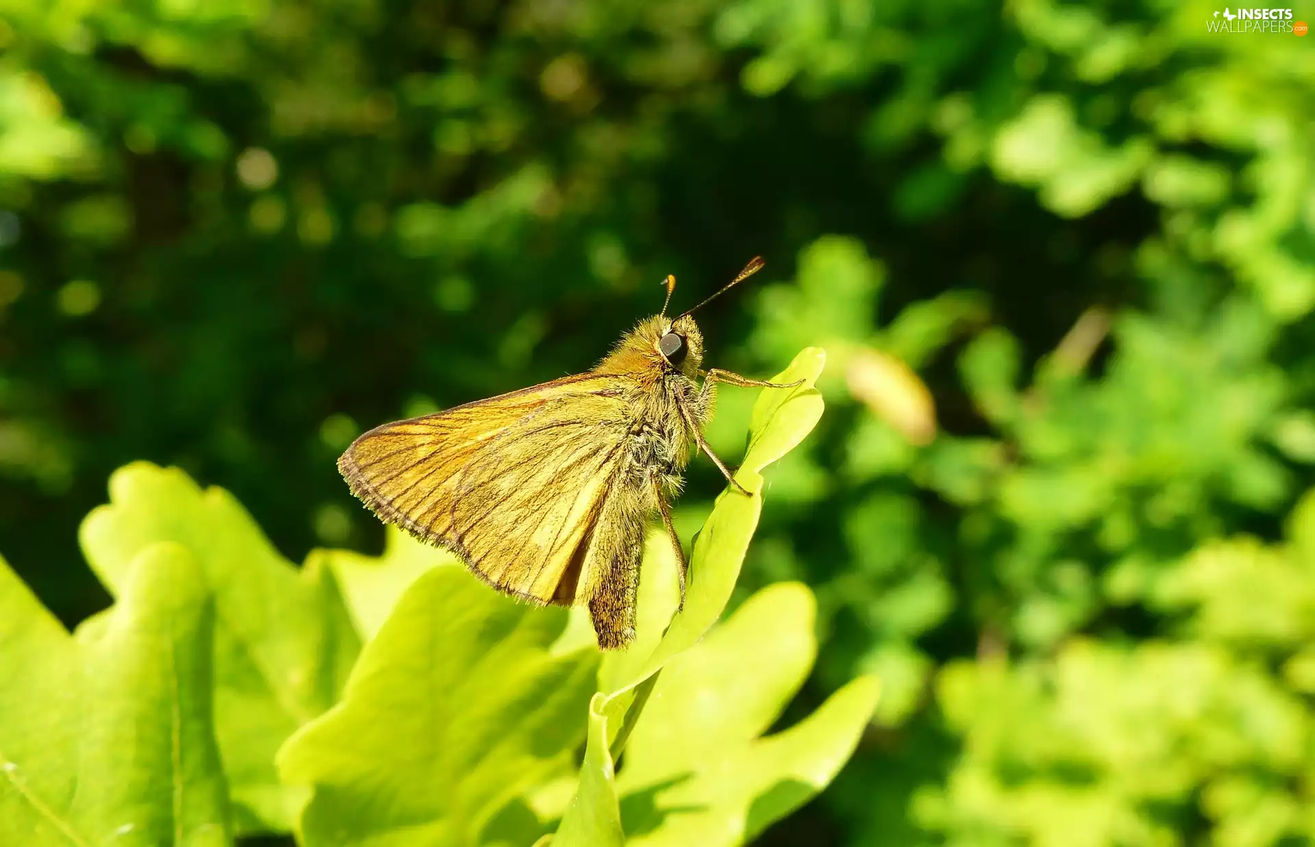 butterfly, Large Skipper