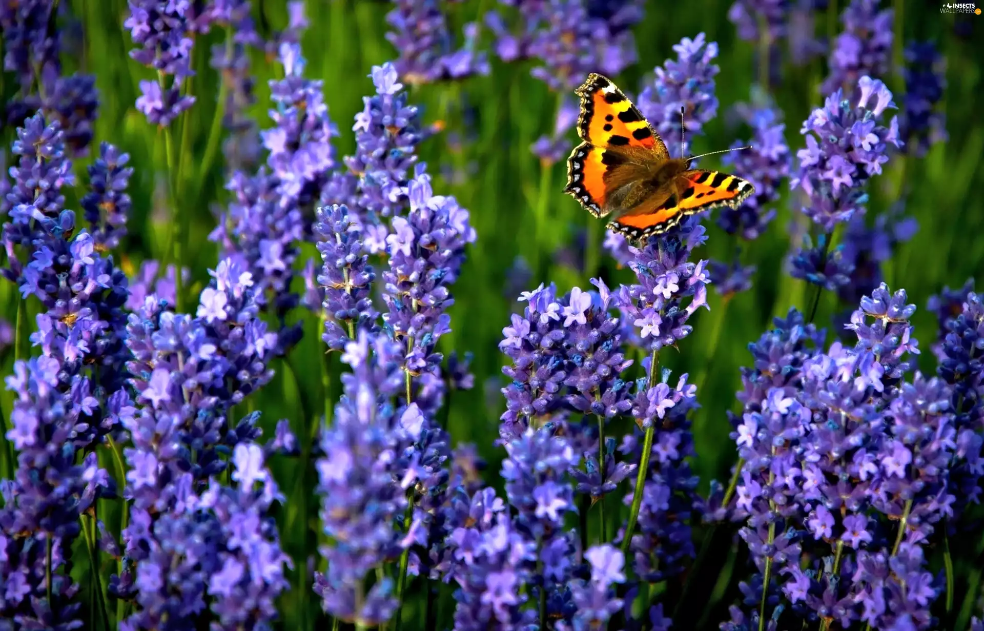 Small Tortoiseshell, lavender, butterfly