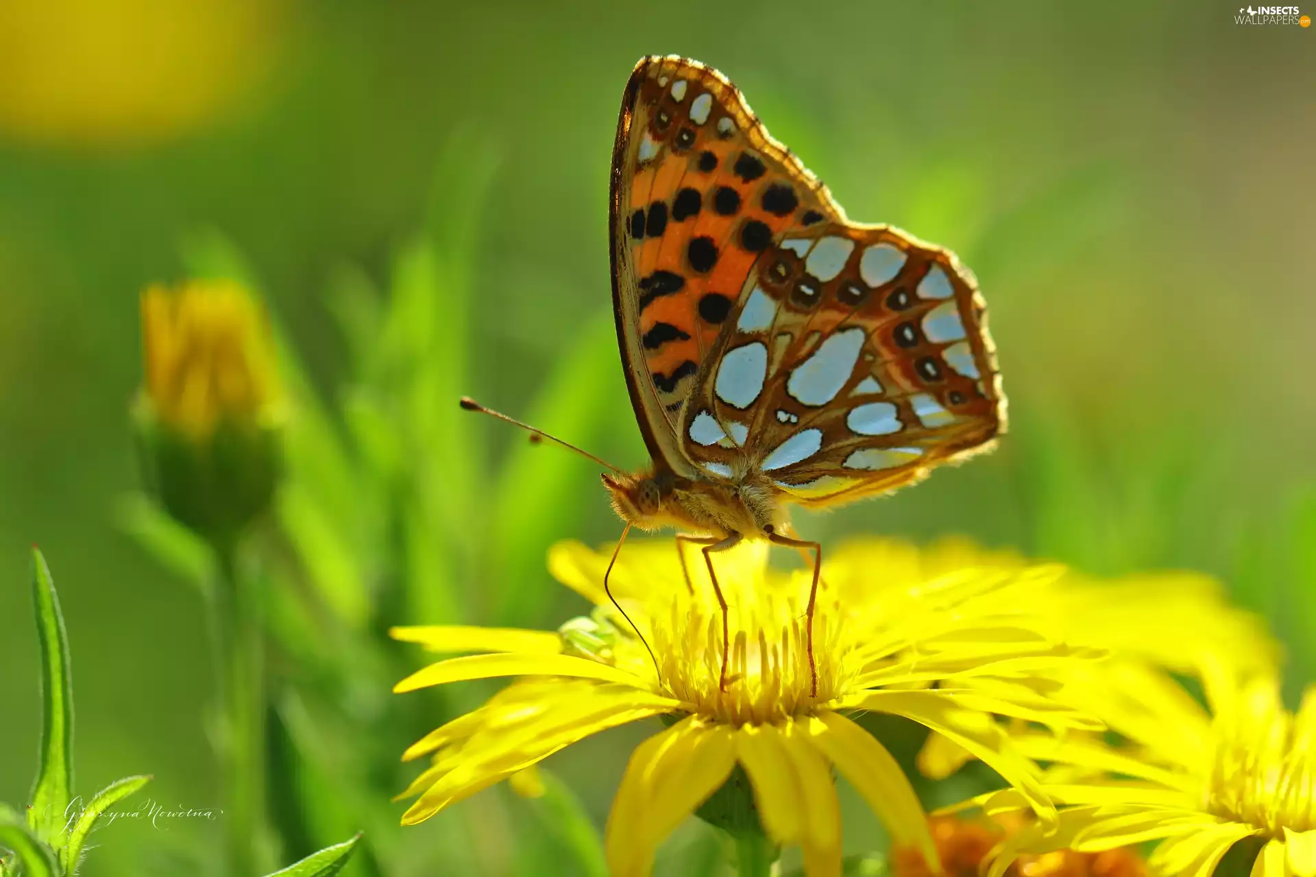 Queen of Spain Fritillary, Insect, Colourfull Flowers, butterfly