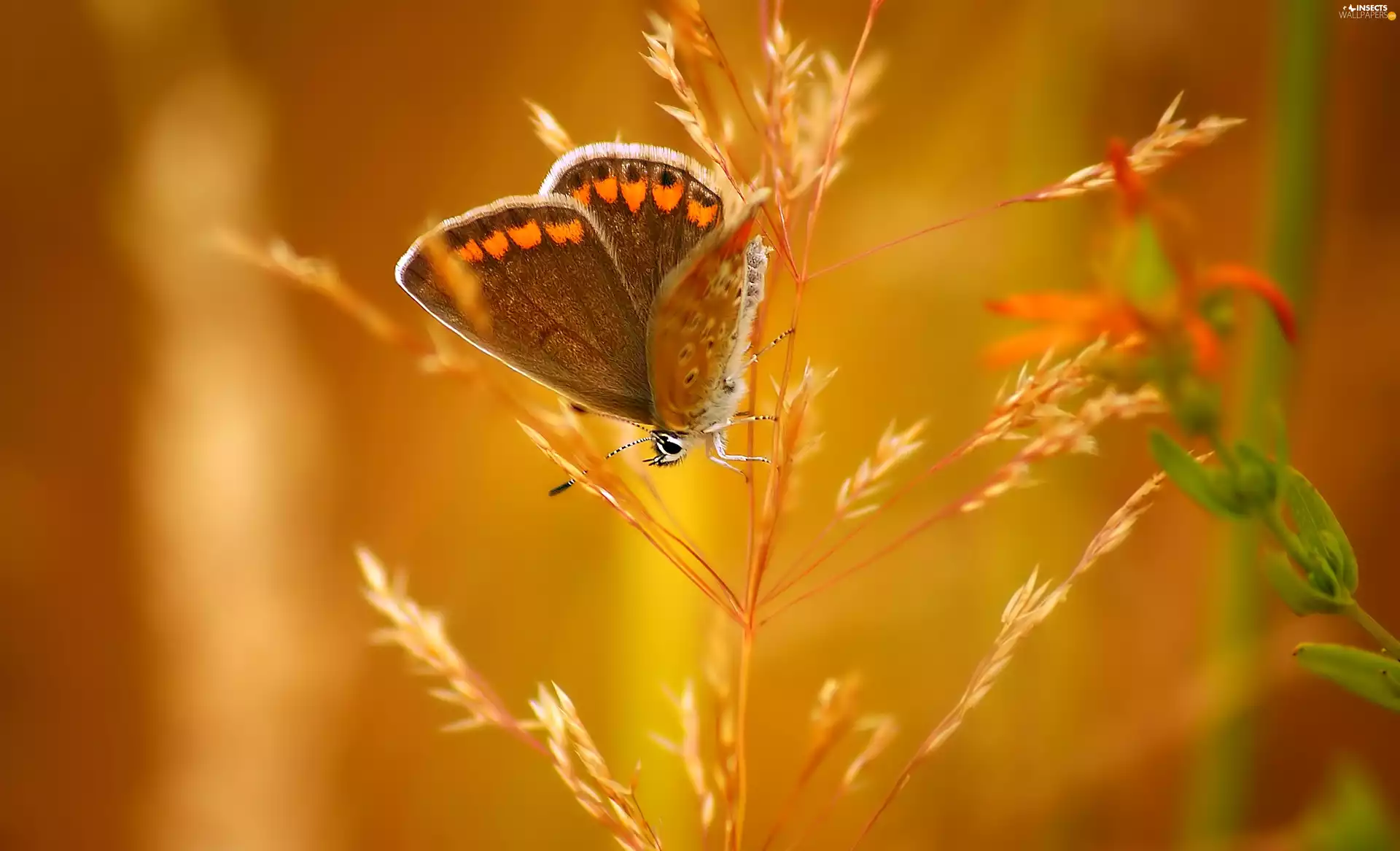 Close, butterfly, Spike of Grass