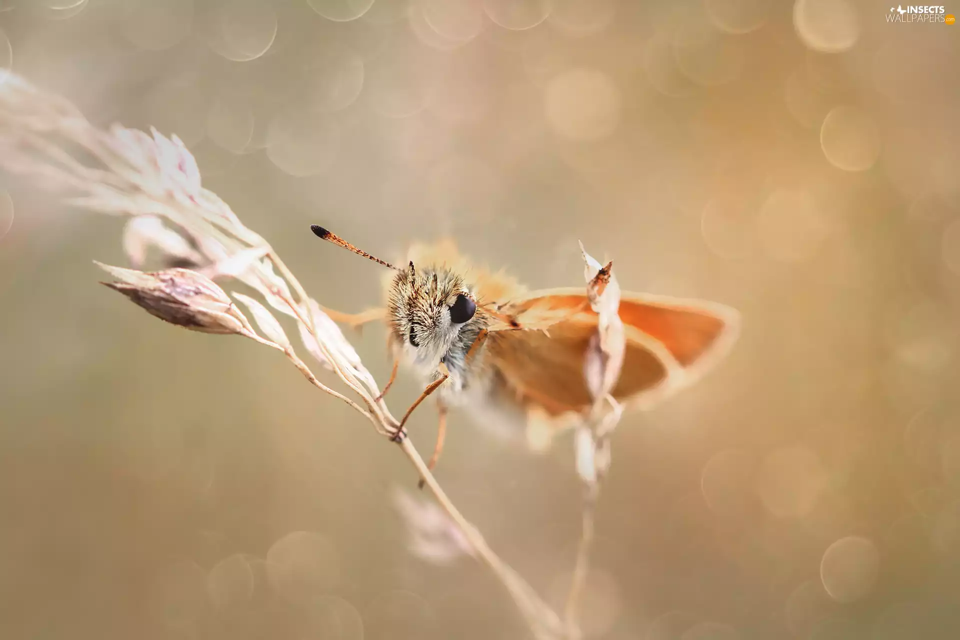 stalk, Small Skipper, butterfly