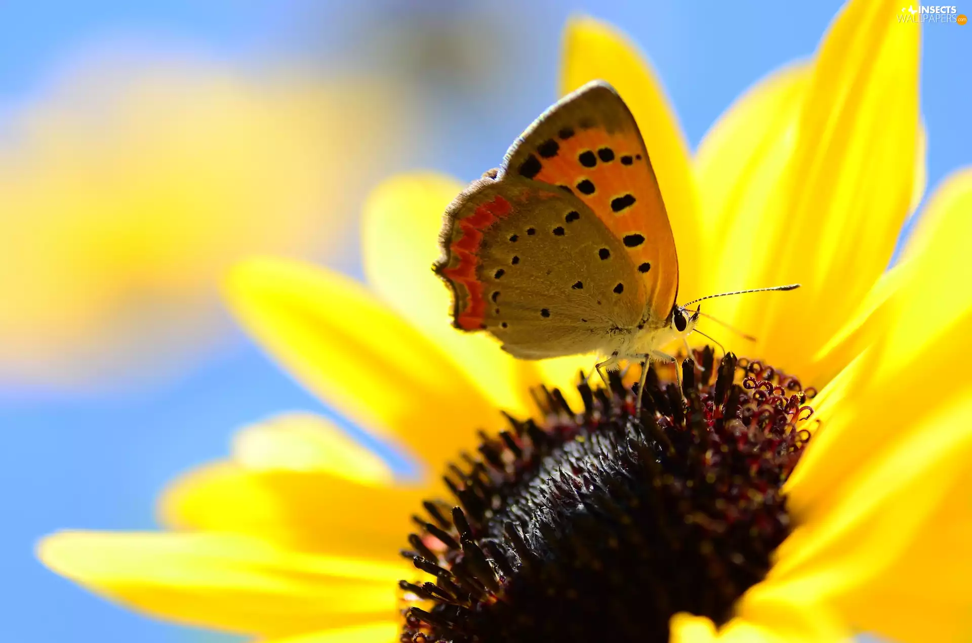 butterfly, Sunflower