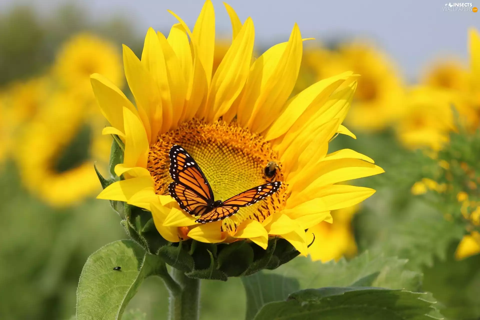 butterfly, Flowers, sunflowers