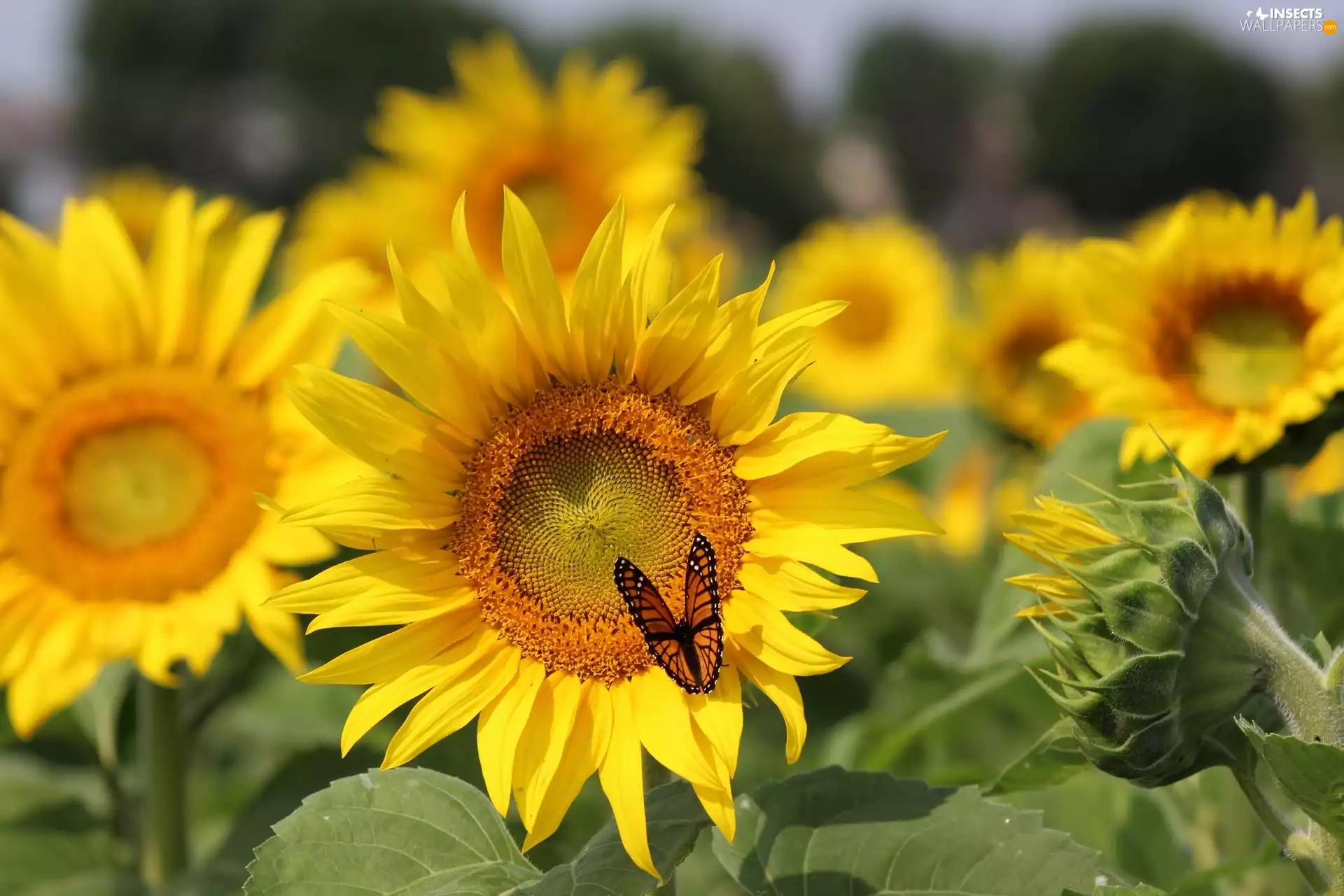 butterfly, Flowers, sunflowers
