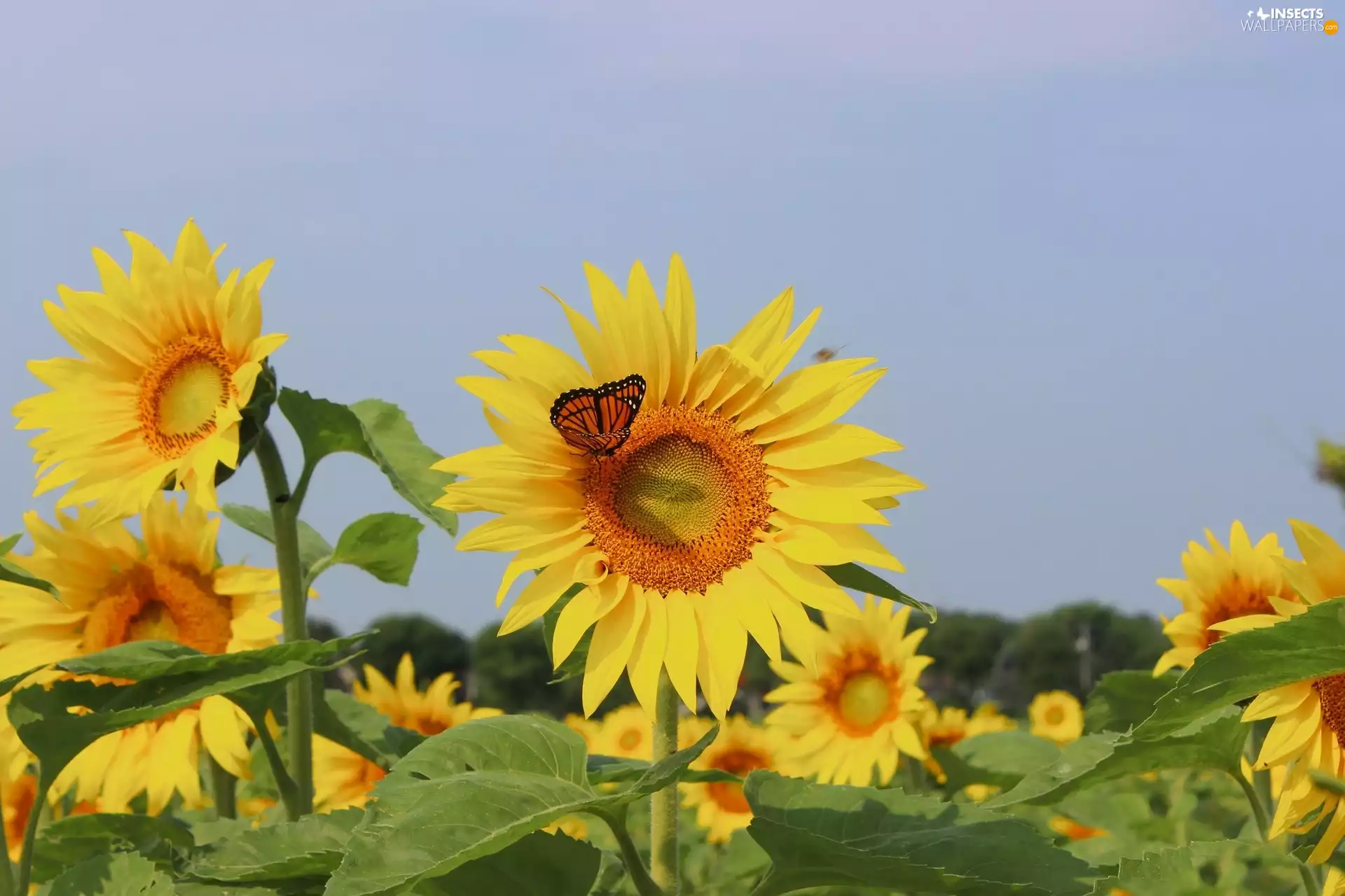 butterfly, Flowers, sunflowers