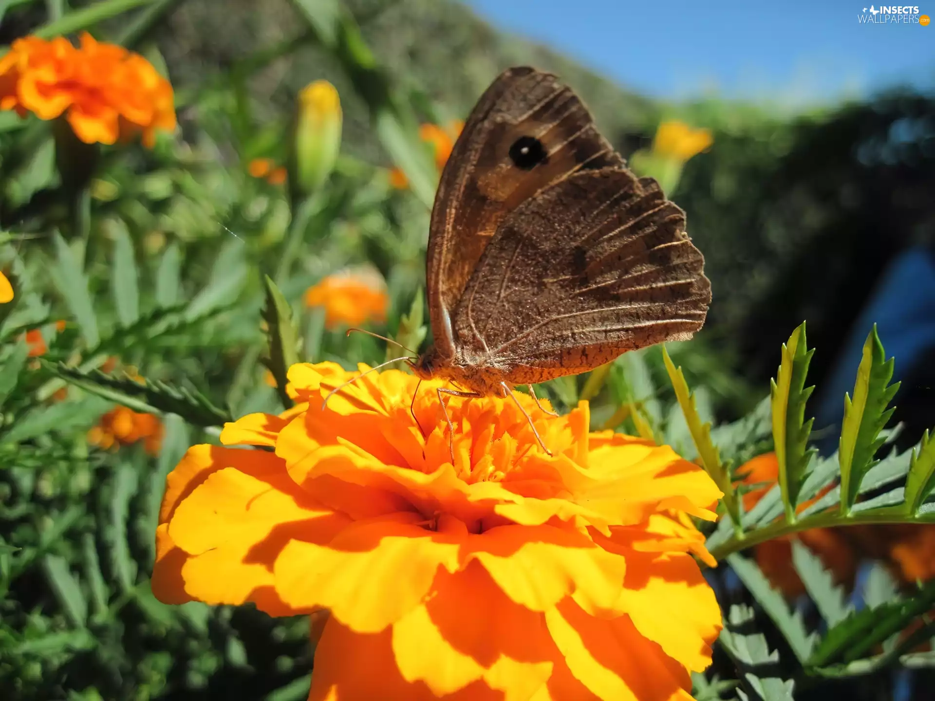 butterfly, Flowers, Tagetes