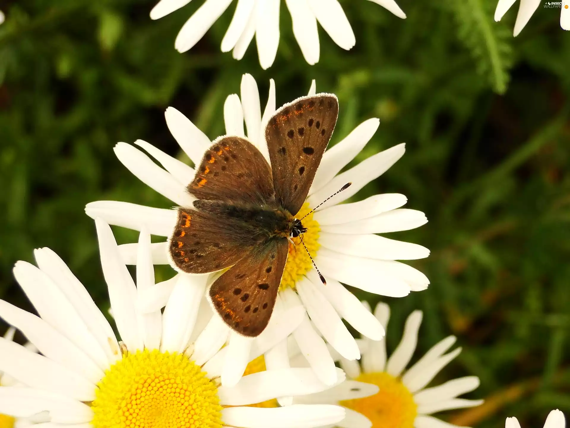 butterfly, Lycaena Tityrus