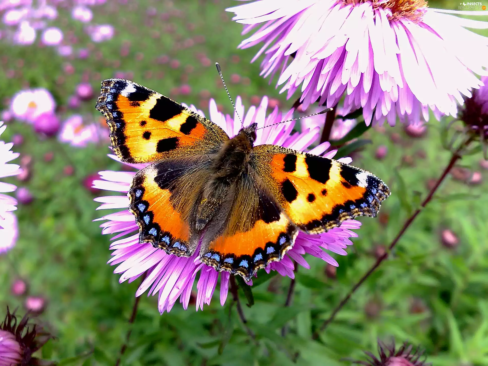 butterfly, Small Tortoiseshell