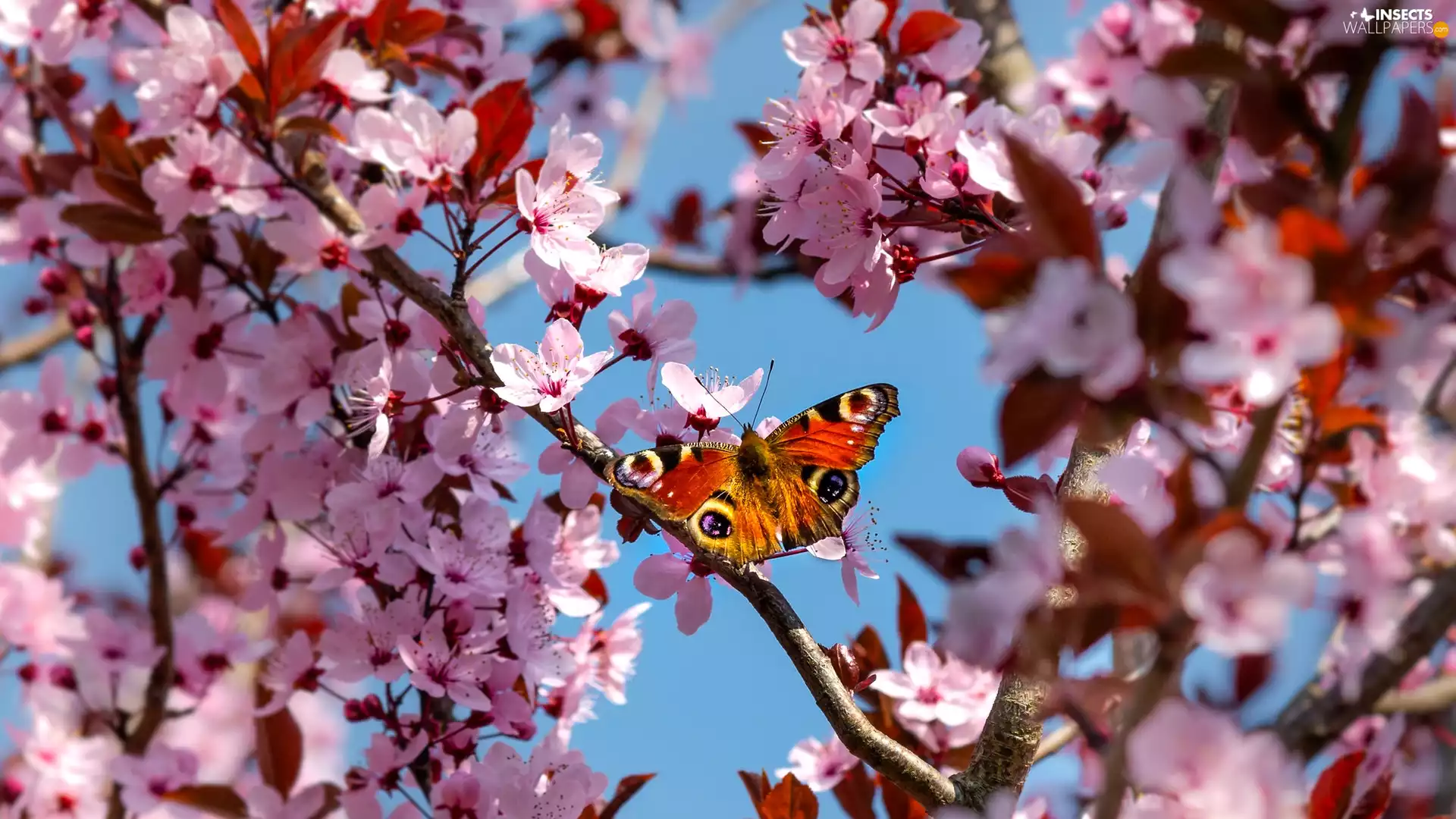 Blossoming, Fruit Tree, butterfly, Peacock, cherry, Twigs