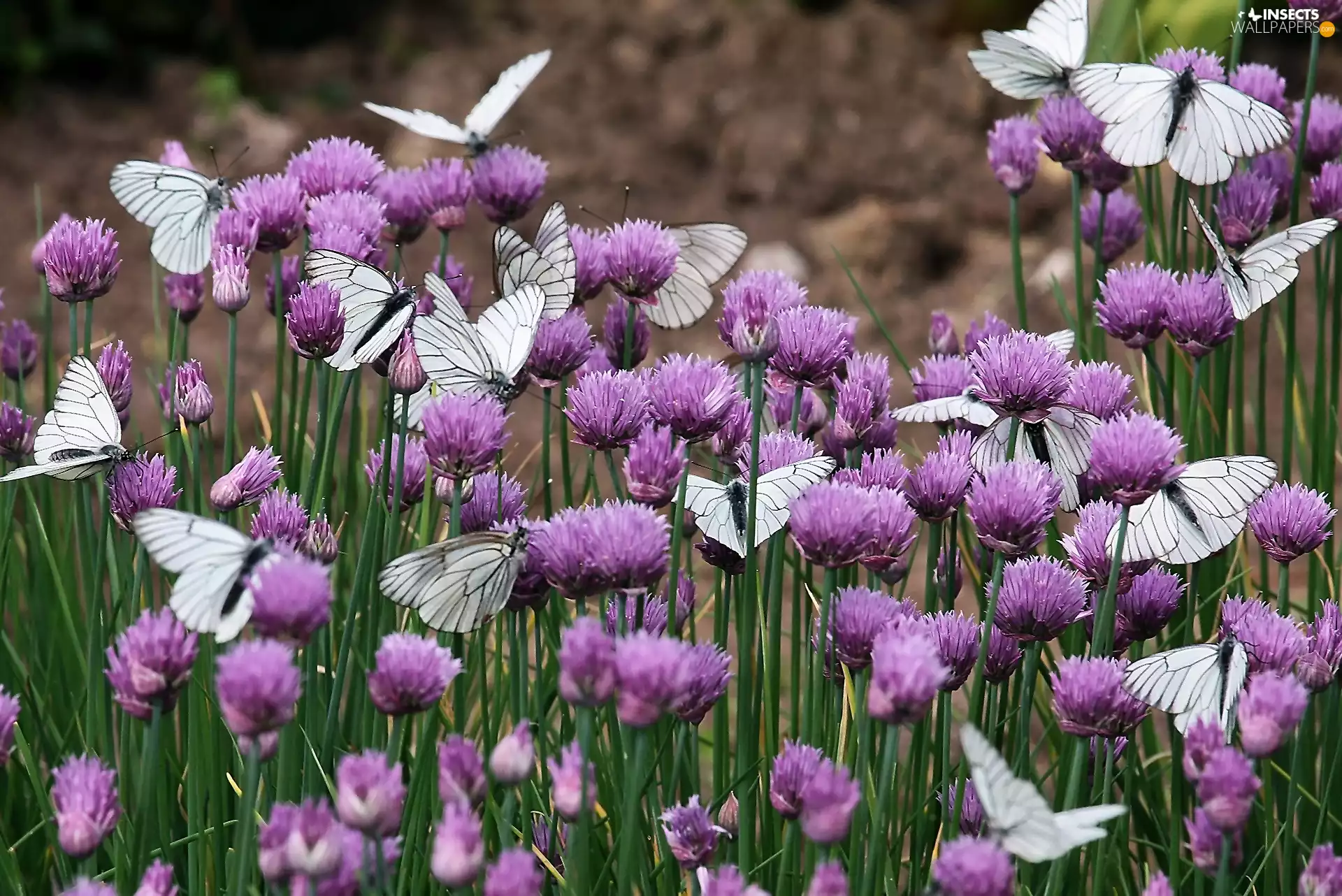 butterflies, butterfly, trefoil, White, Blossoming