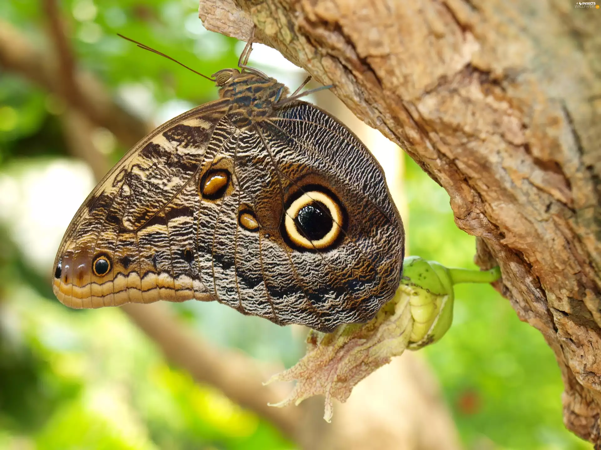 butterfly, trunk