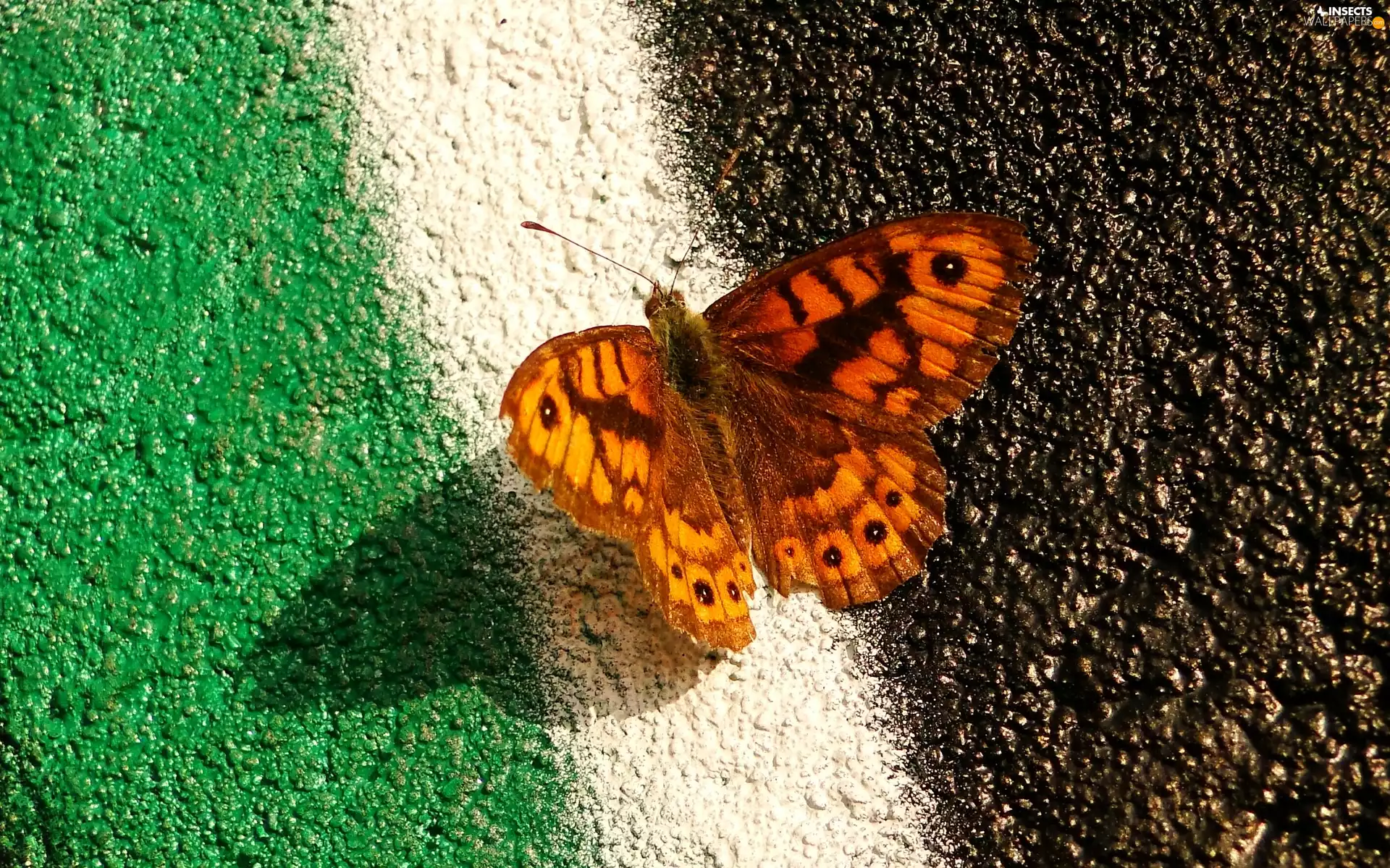 Wall Brown, Insect, butterfly