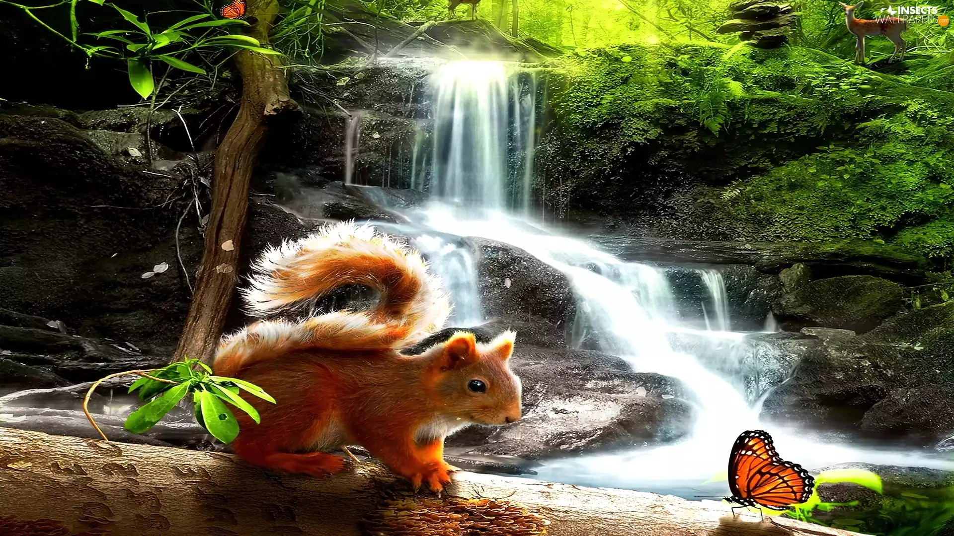 butterfly, squirrel, waterfall
