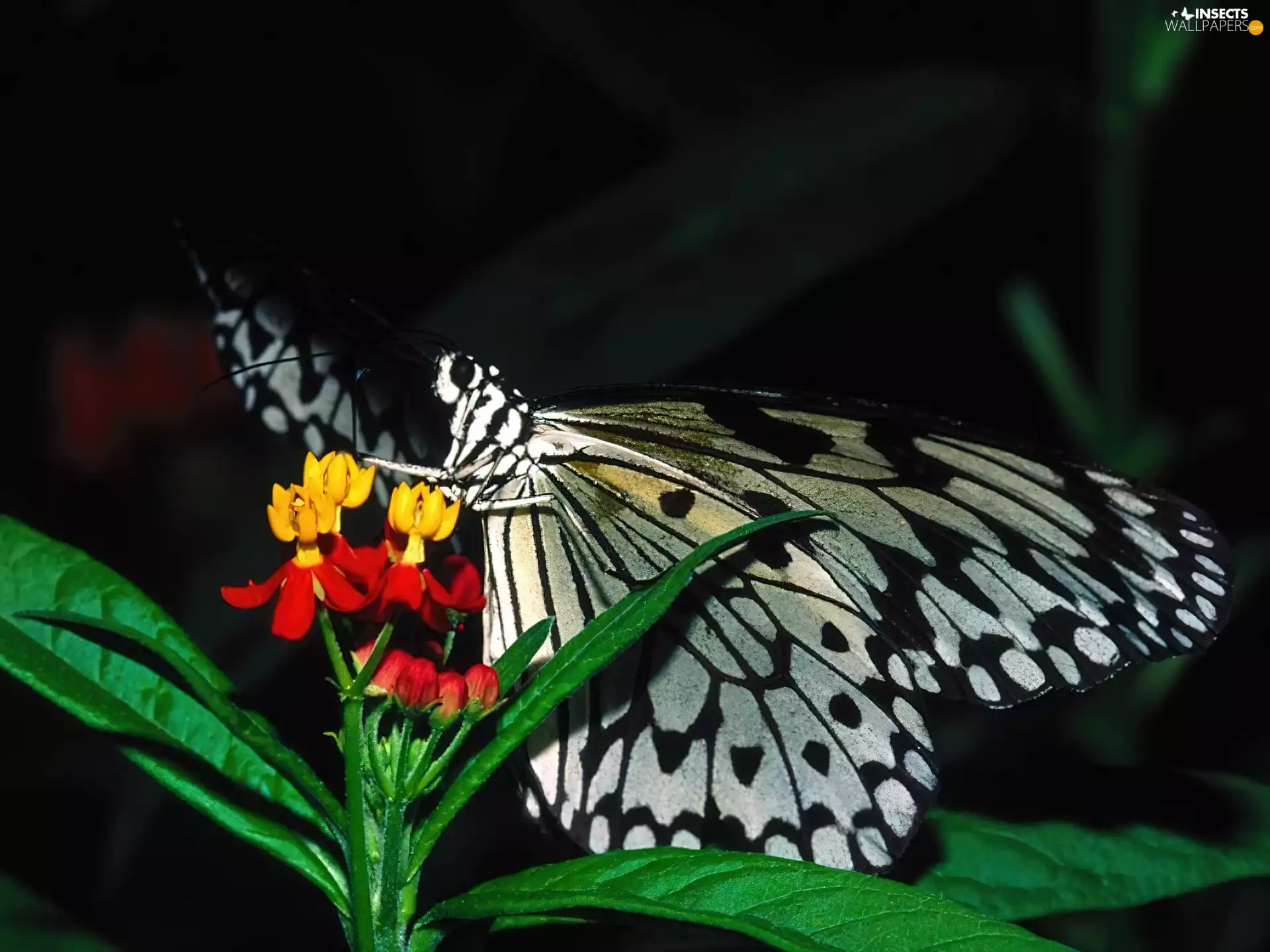 butterfly, black, White