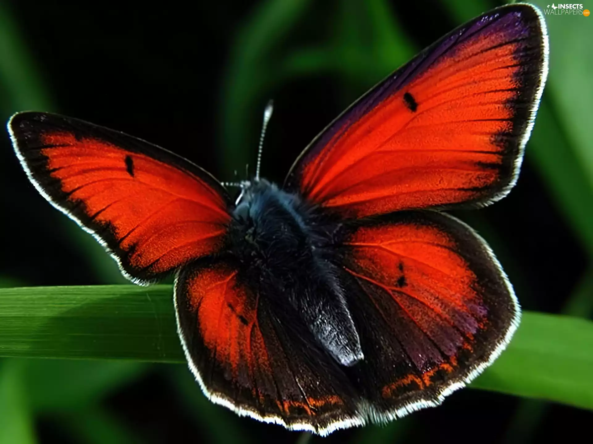 butterfly, wings