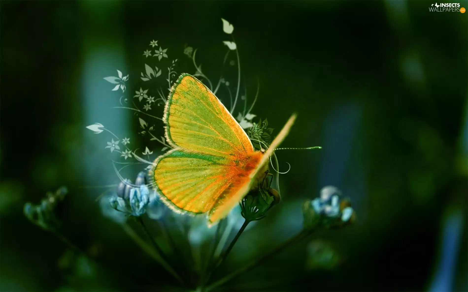 wings, Colourfull Flowers, butterfly