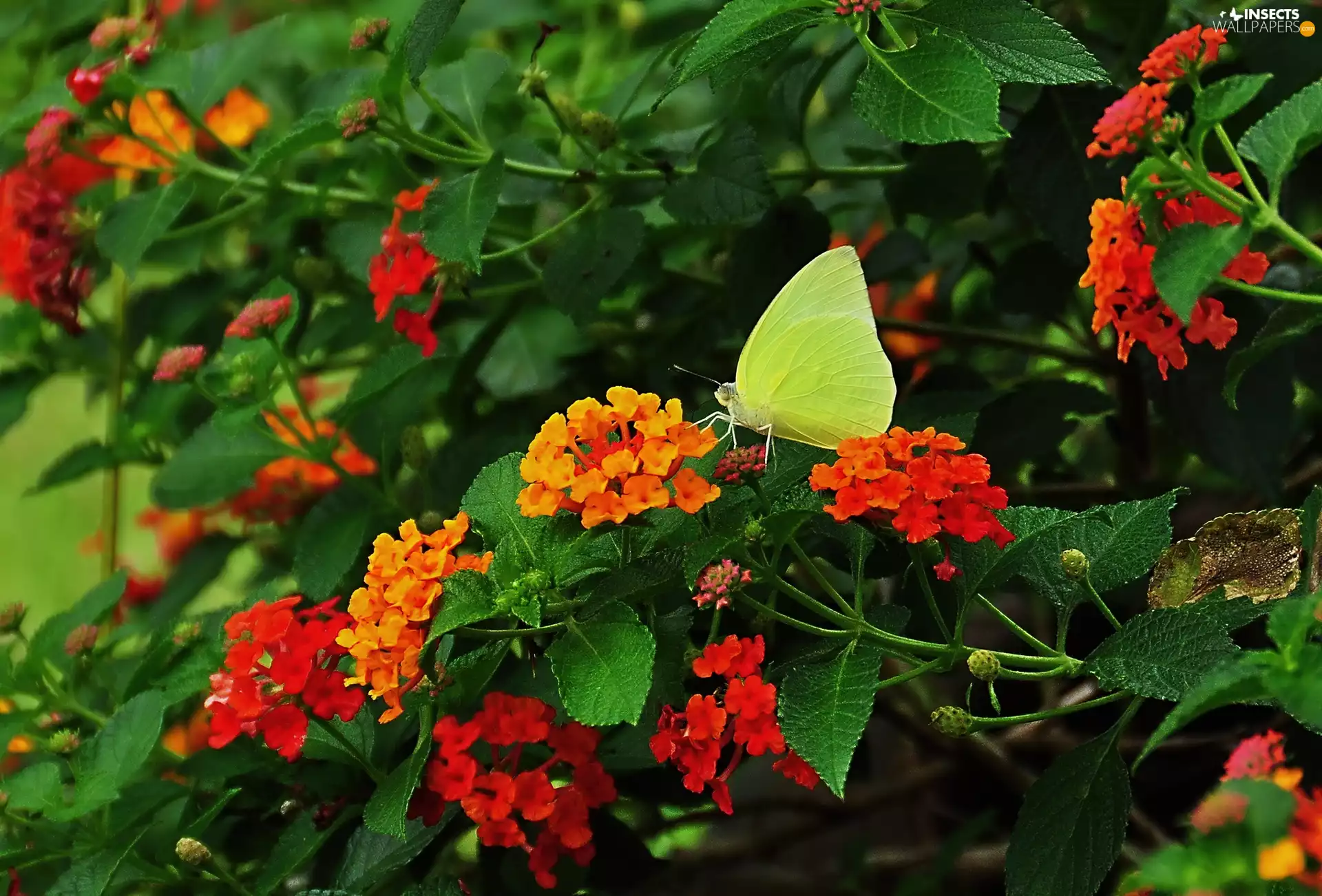 Yellow, Flowers, Leaf, butterfly
