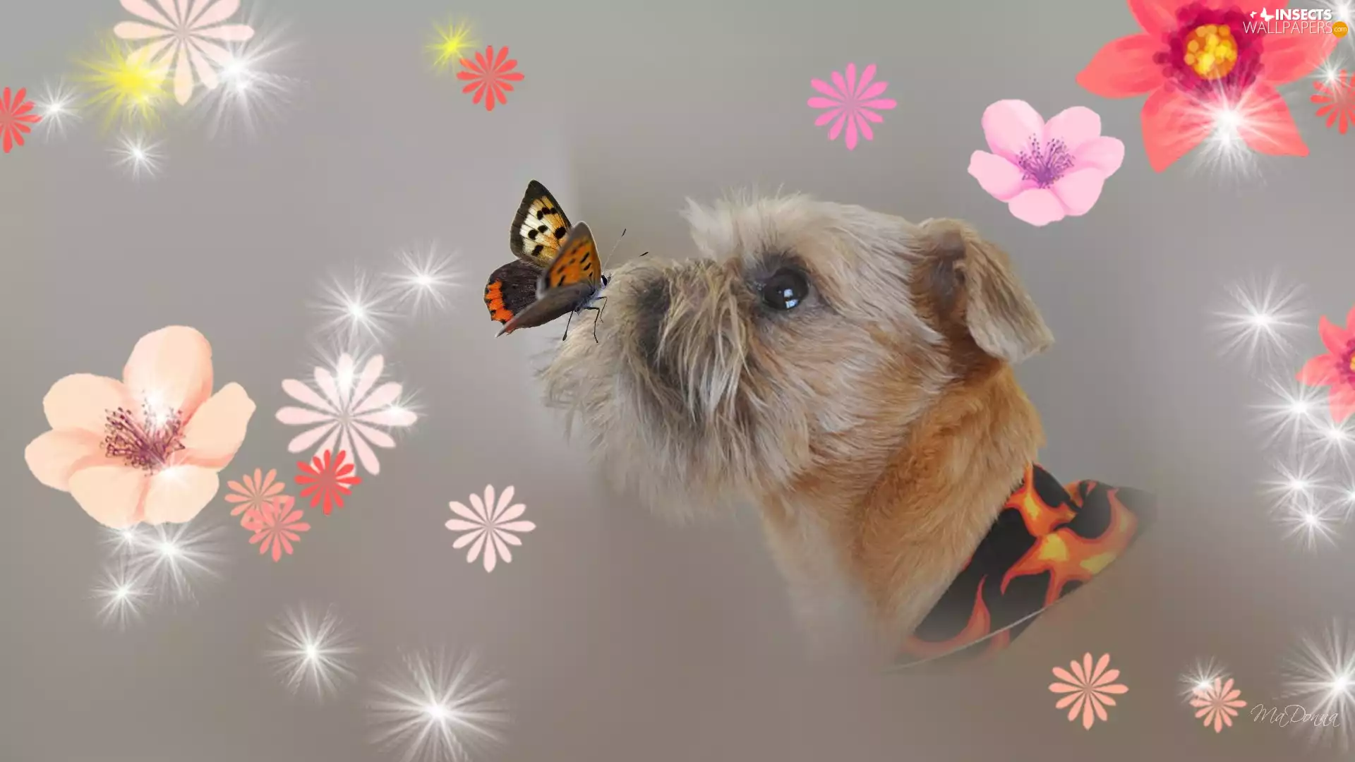 York, graphics, Art, butterfly