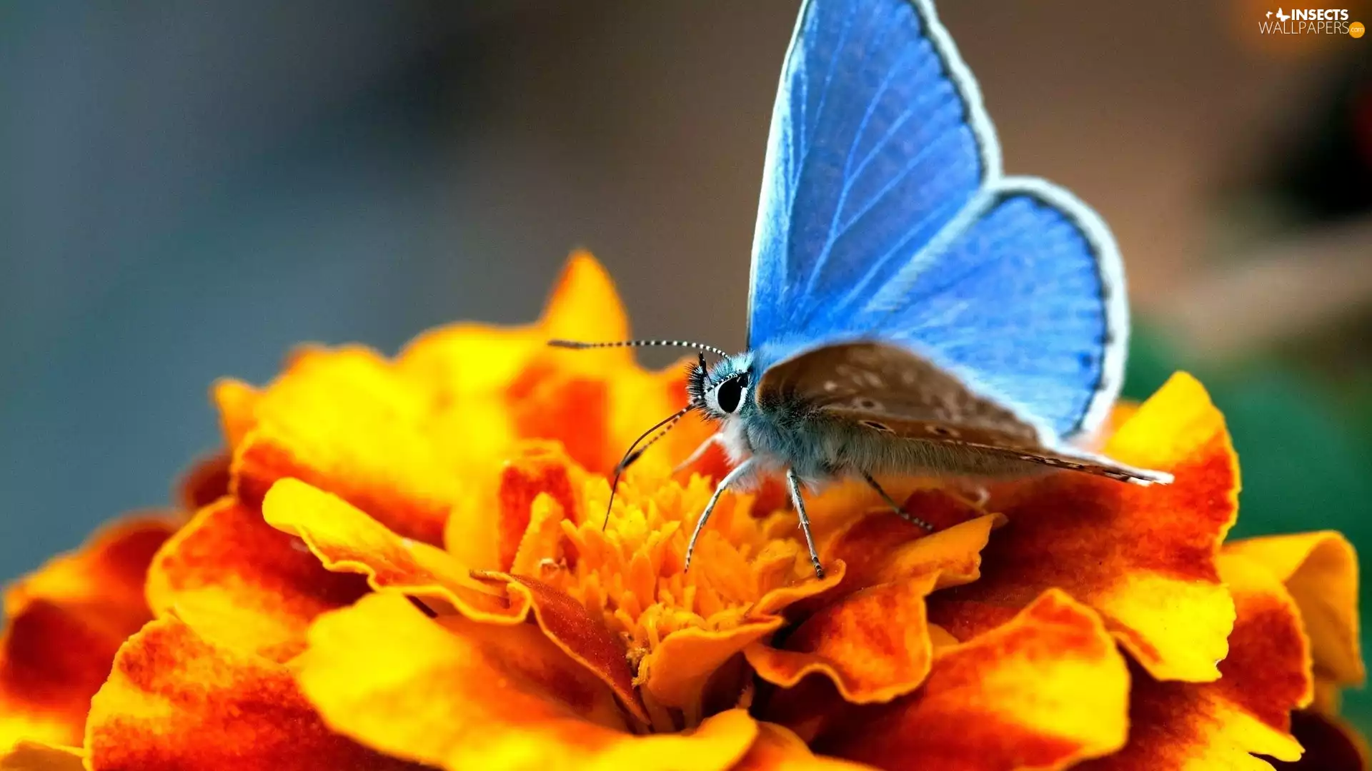 Colourfull Flowers, zinnia, butterfly, Dusky Icarus, blue
