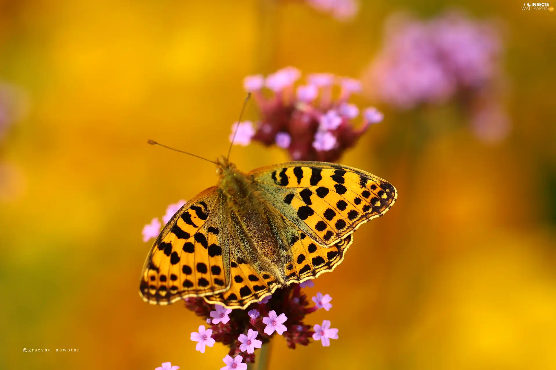 Latonia, butterfly, argynnis