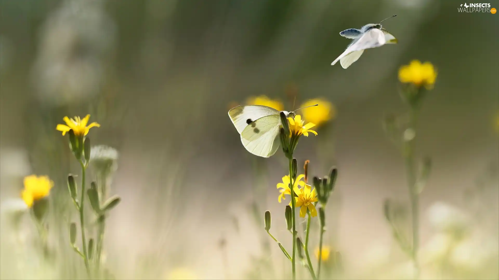 butterflies, Yellow, Flowers, Cabbage